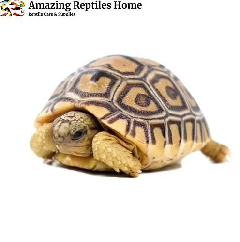 Leopard Tortoises
