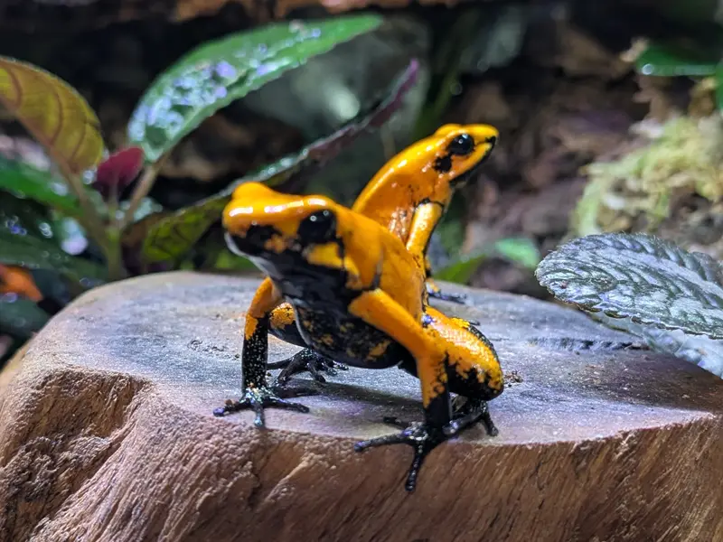 Phyllobates terribilis “Orange Blackfoot” (4 available)
