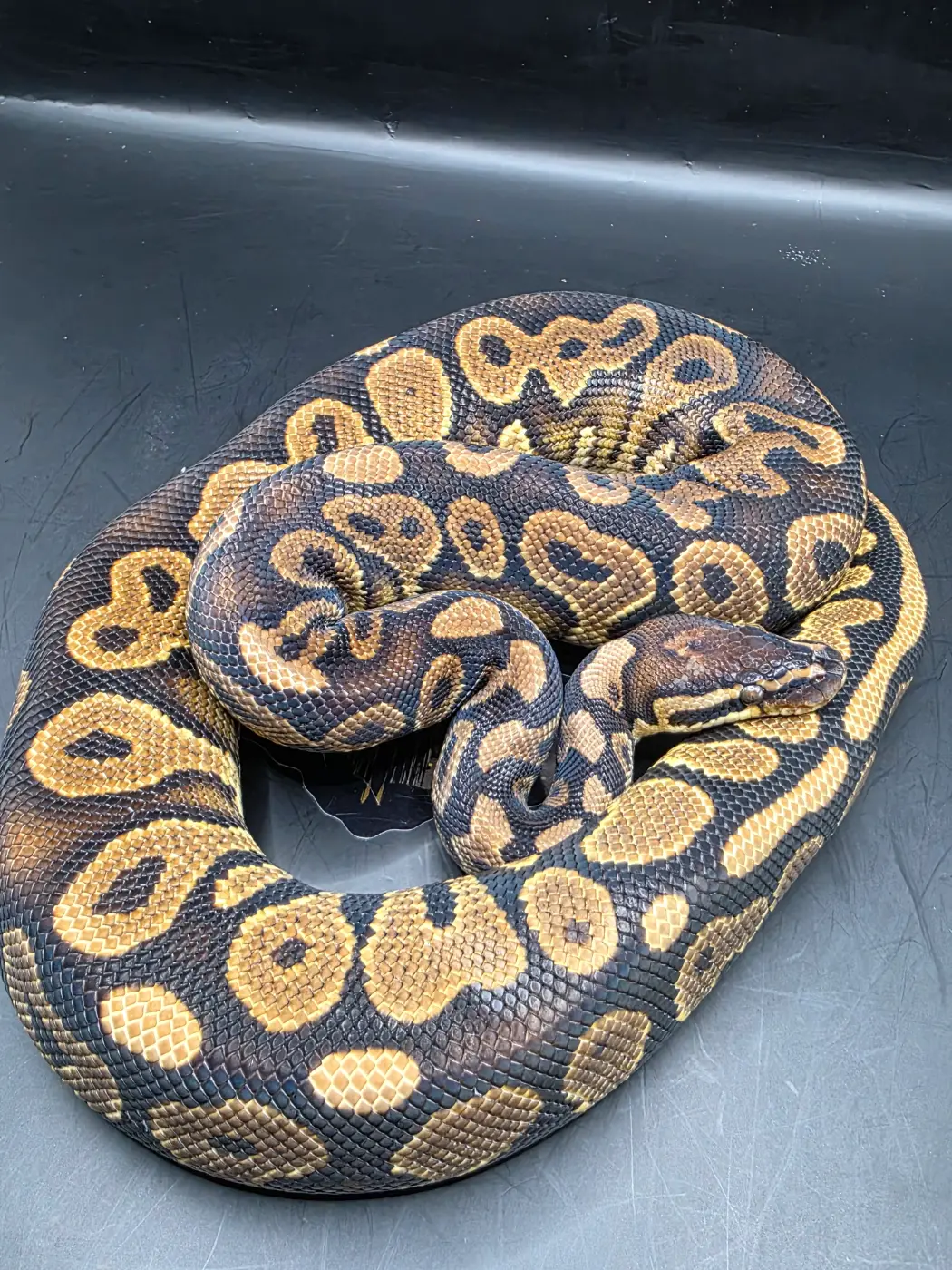 2025 Breeder Ready Male Cinnamon Acid