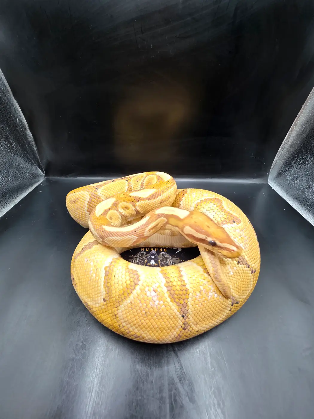 2024 Breeder Ready Male Banana Ball Python