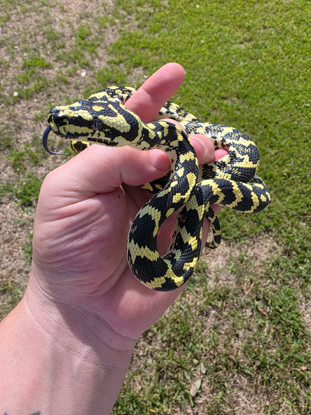2025 Male Jungle Carpet Python