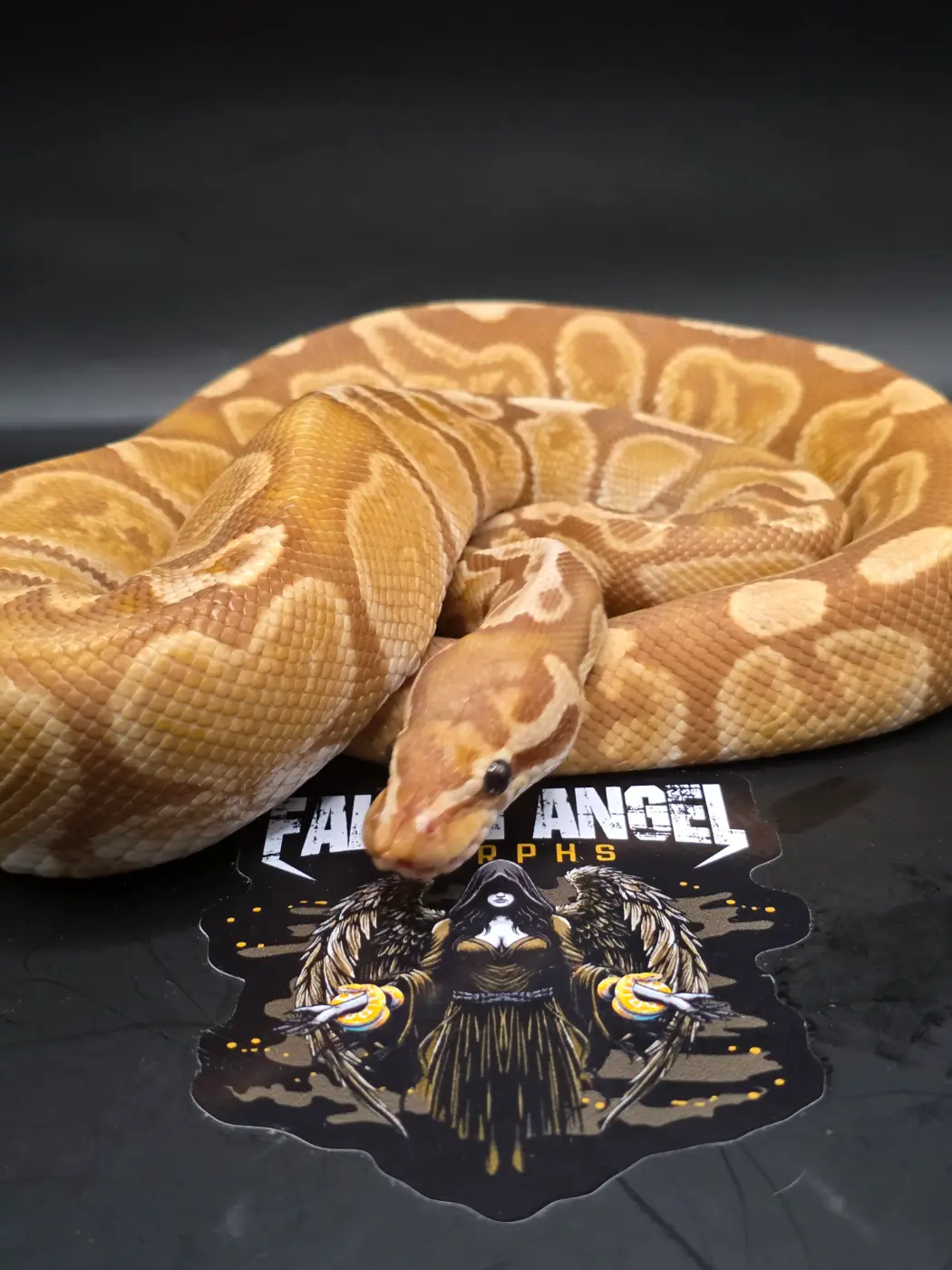 2025 Male Ultramel GHI