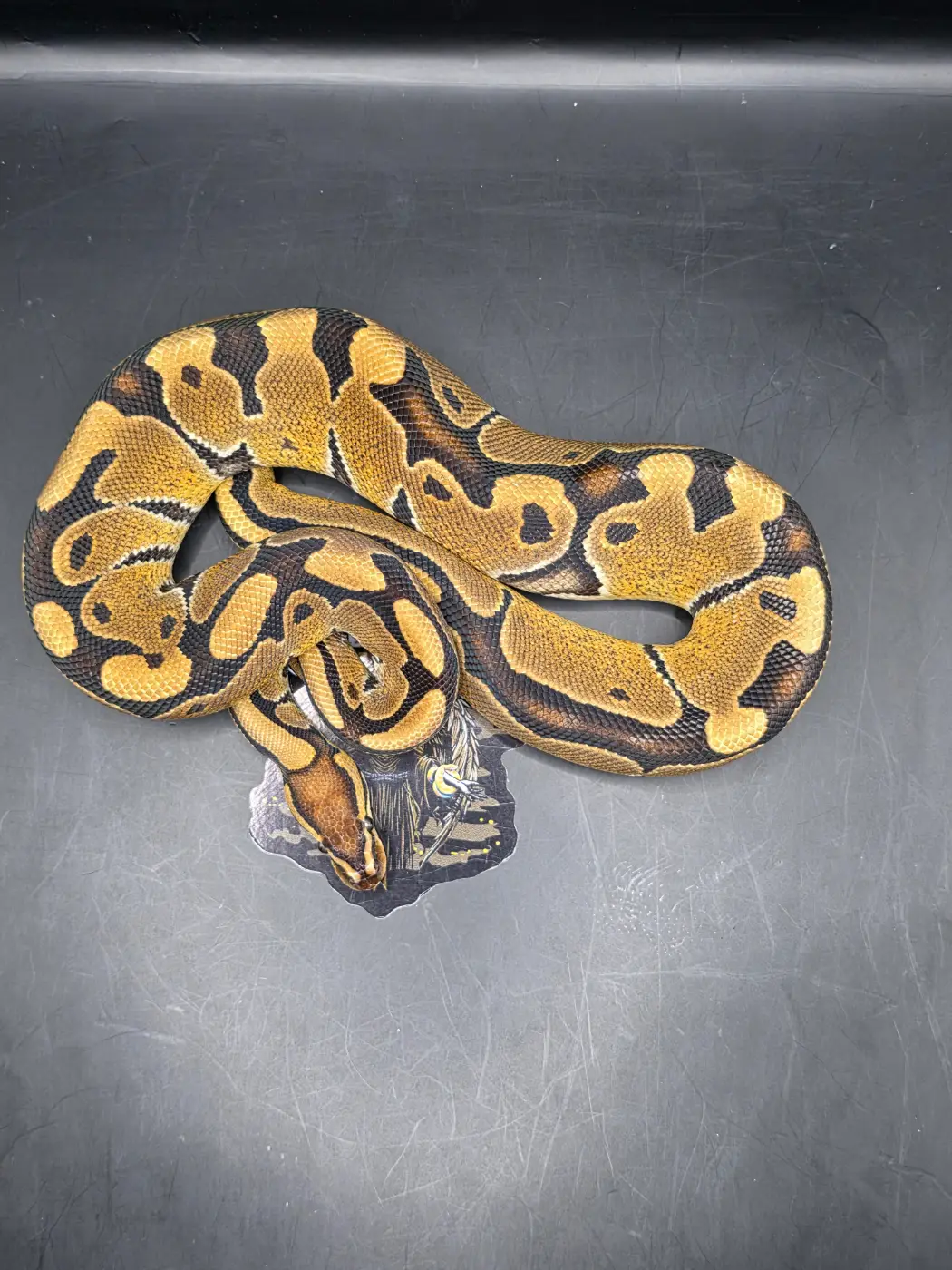 2026 Male Orange Dream Het Puzzle Het Cryptic