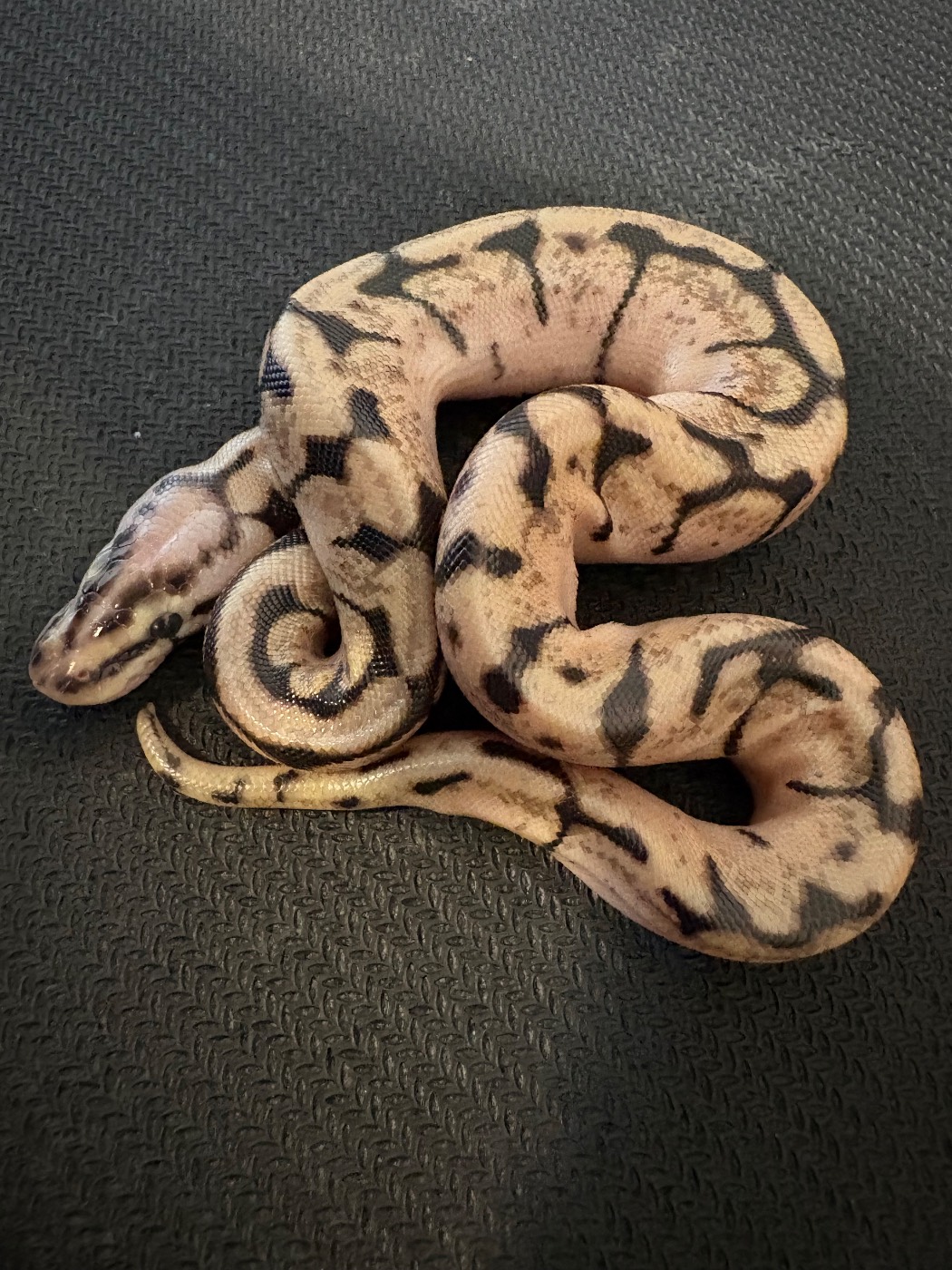 2026 Pastel Banana Bee