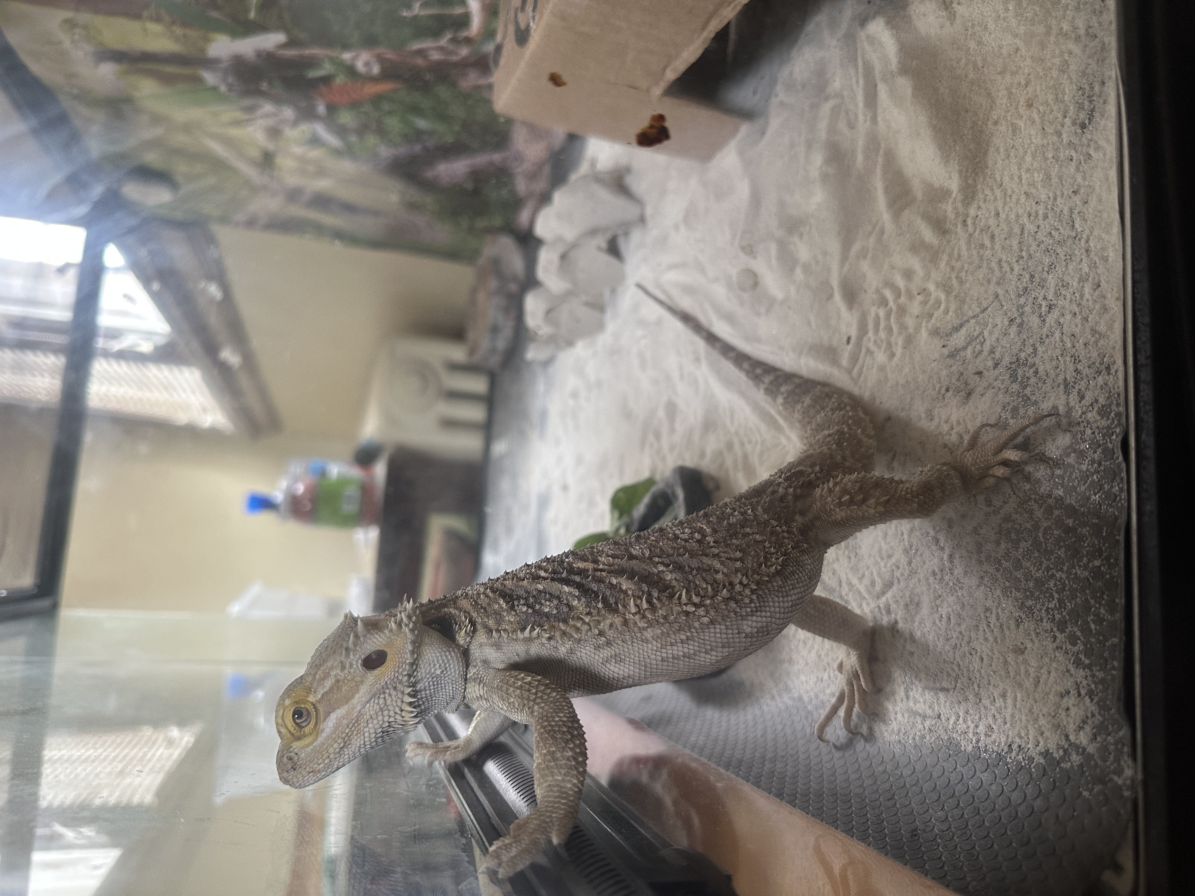 Bearded Dragon