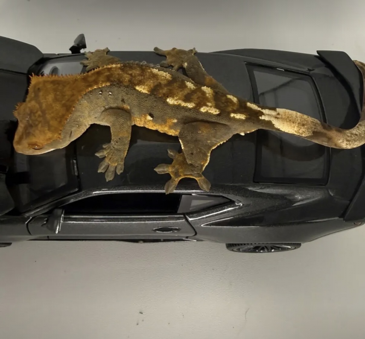 Juvenile Crested Gecko
