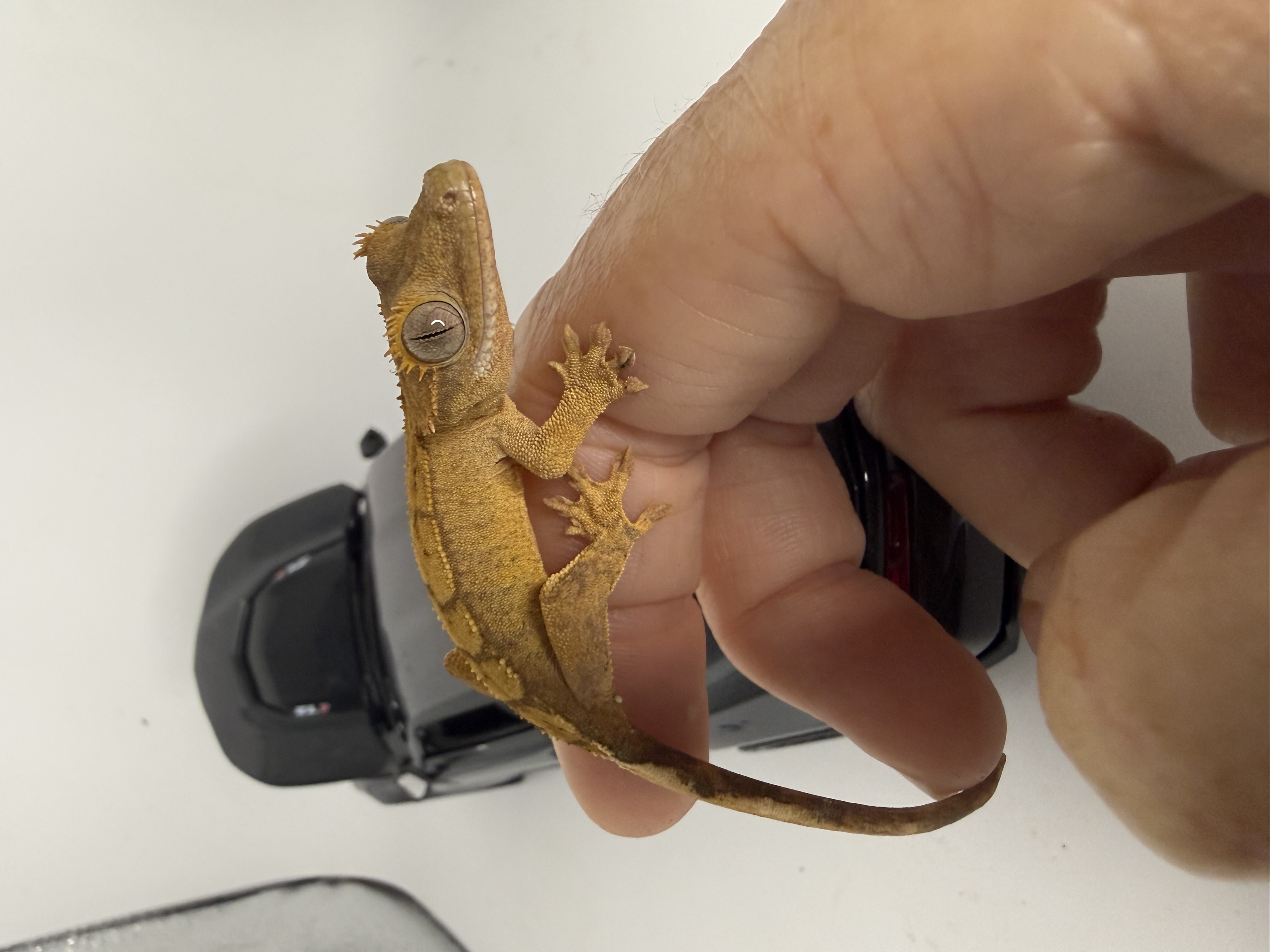 Juvenile Crested Gecko