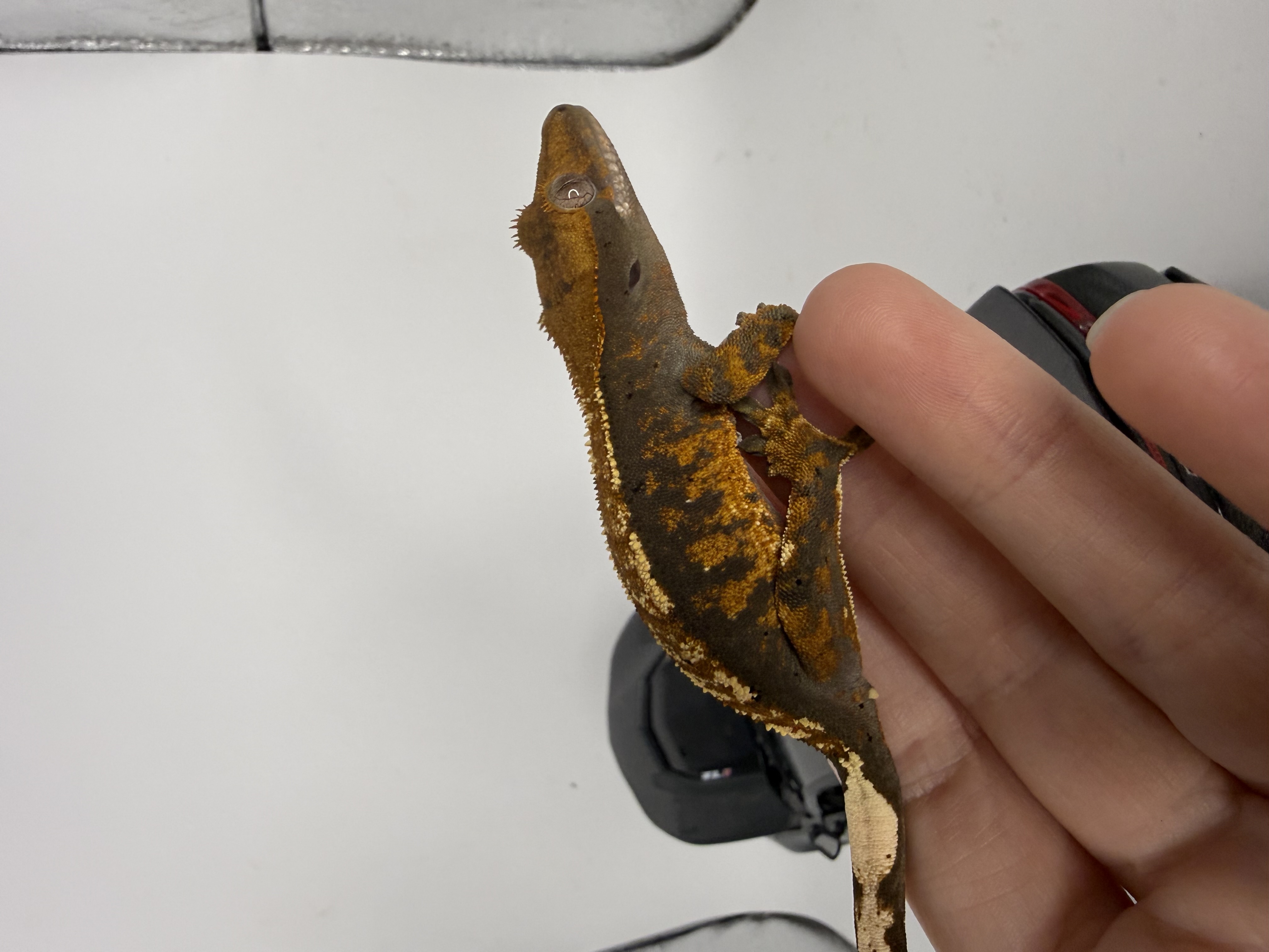 Almost black base Tangerine Harlequin