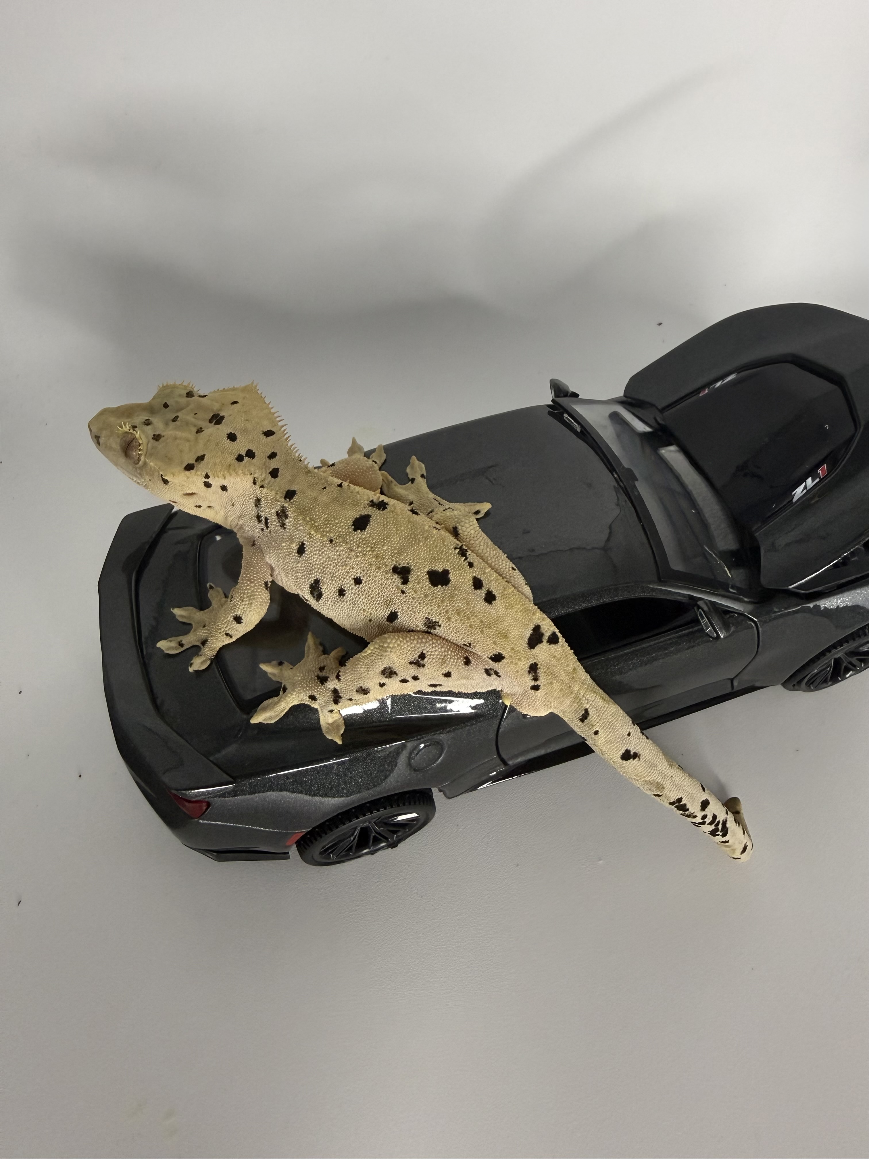 RTB Crested Gecko