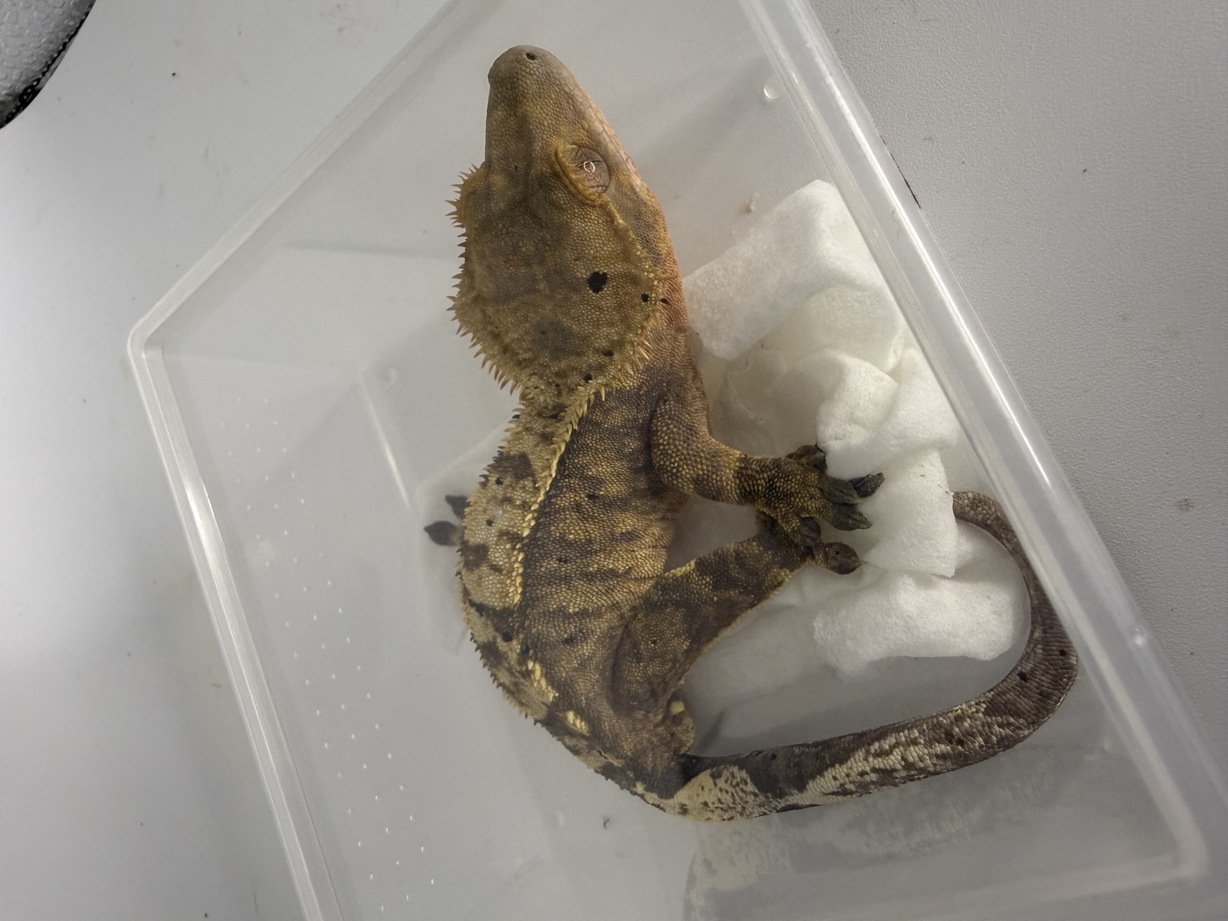 RTB Crested Gecko