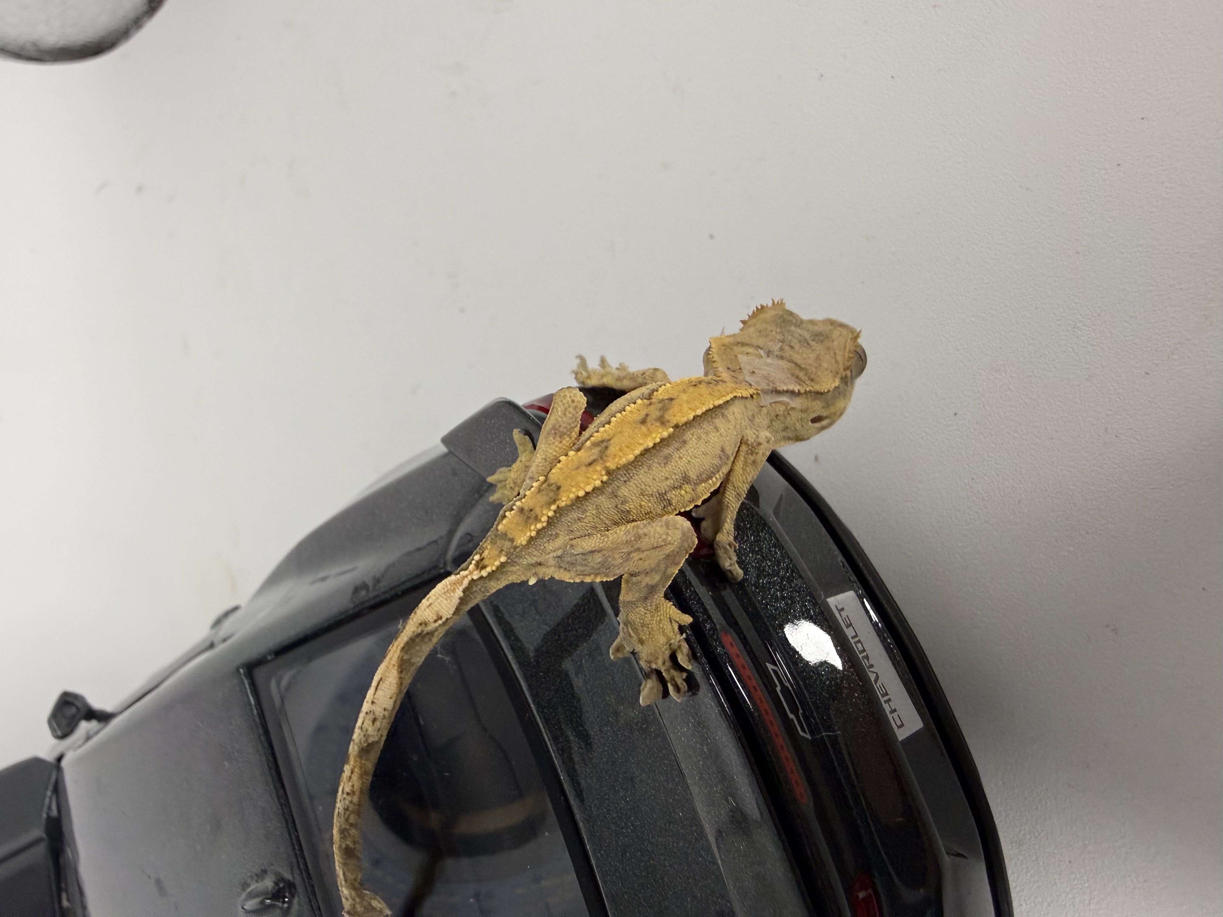 Juvenile Crested Gecko