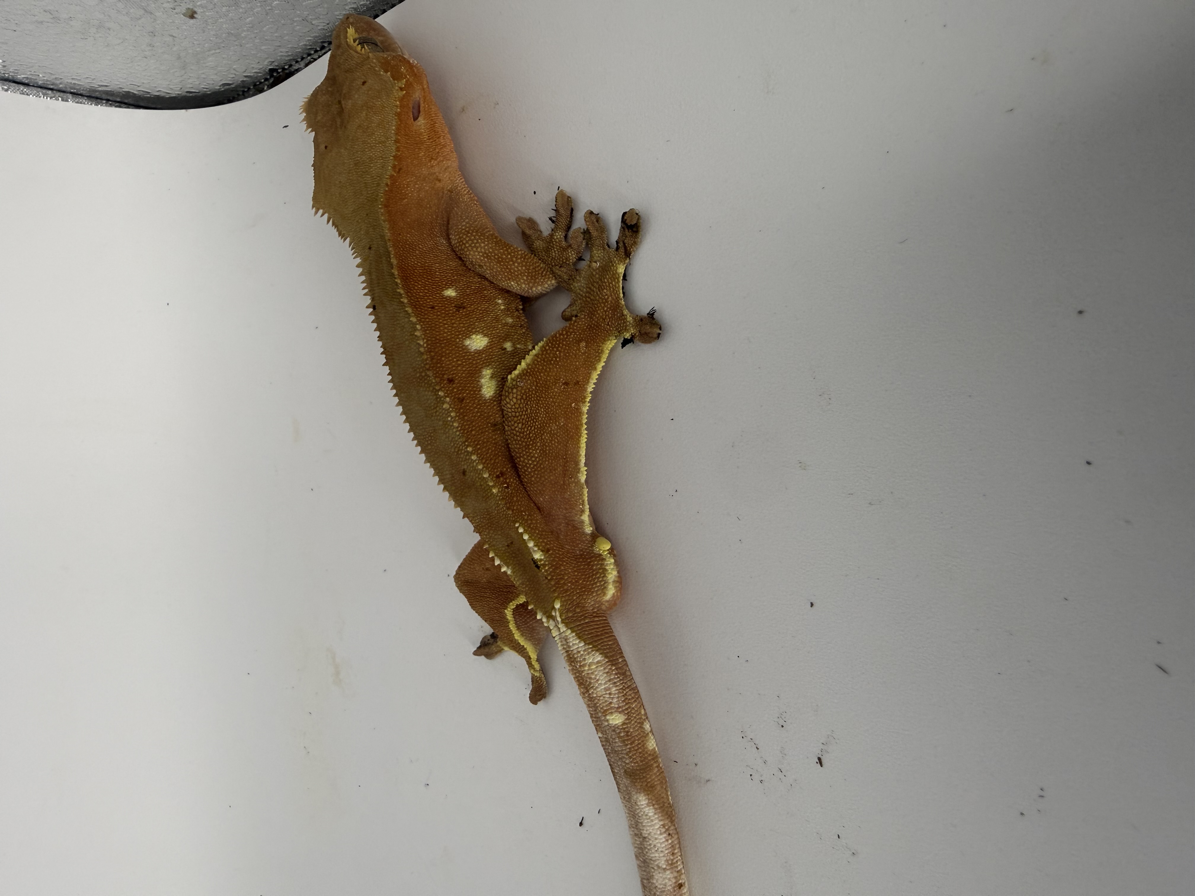RTB/PROVEN Crested Gecko