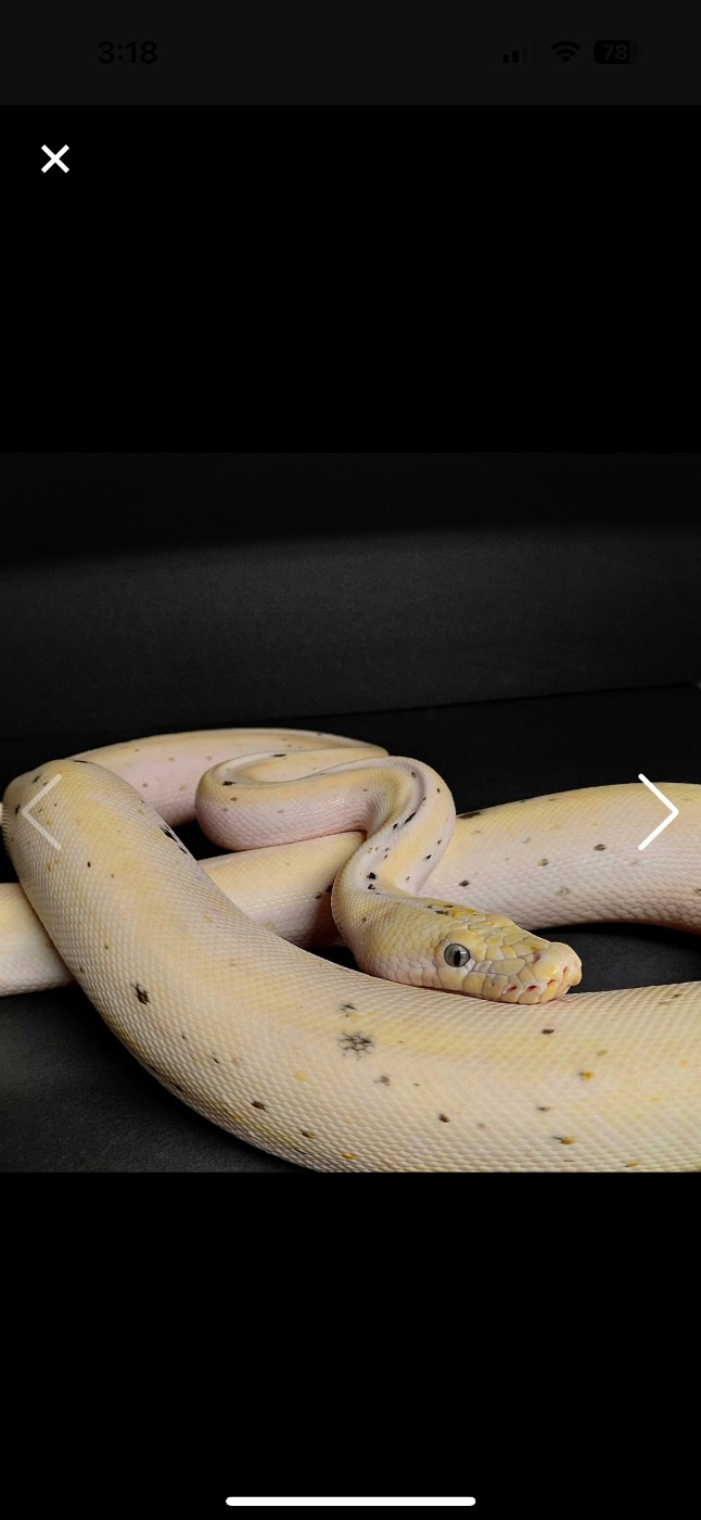 ADULT MALE COW RETIC 8+ FT