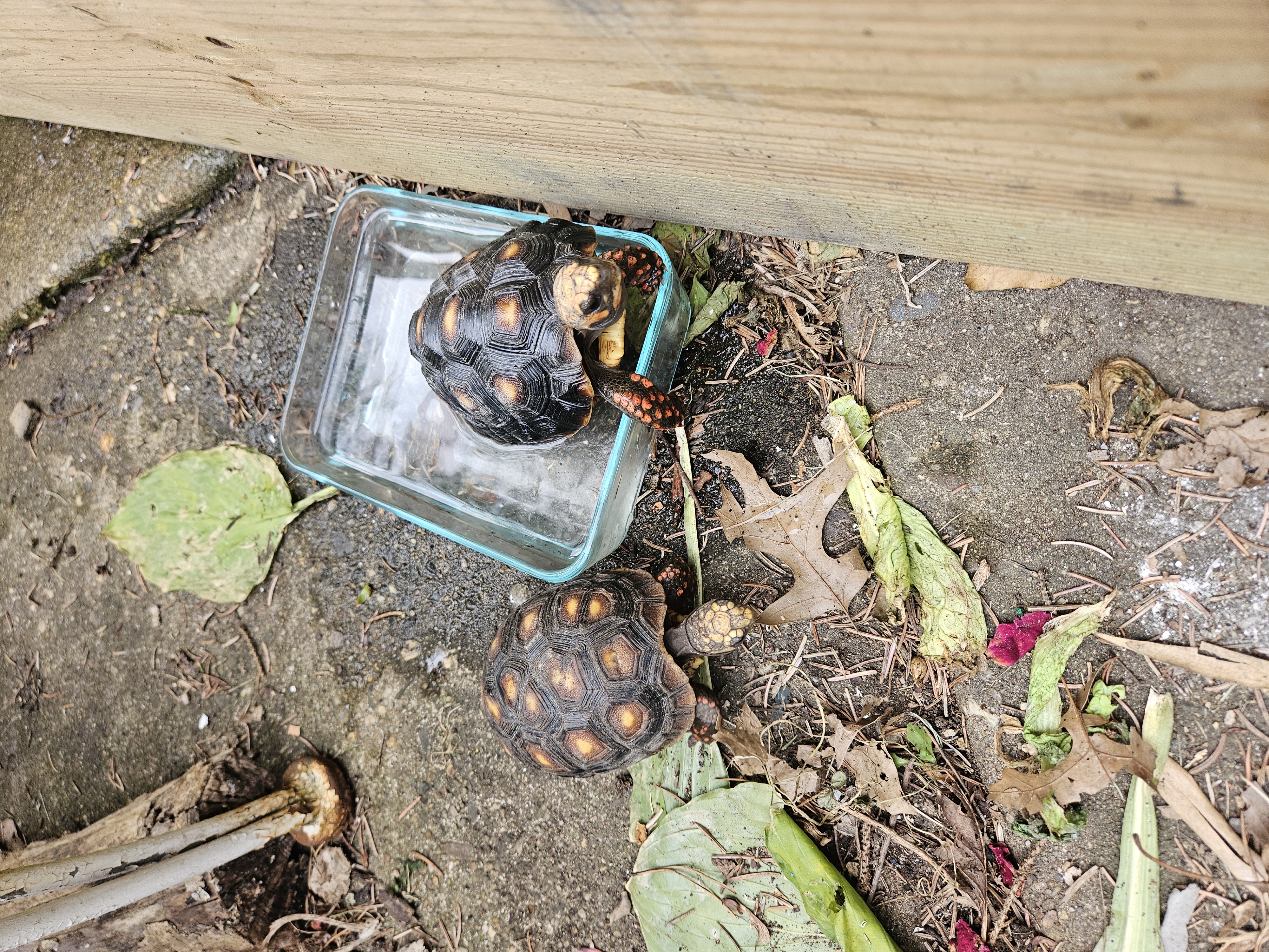 Redfoot tortoise 2 yr old