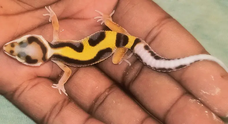 Zorro bandit mandarin het cyclone