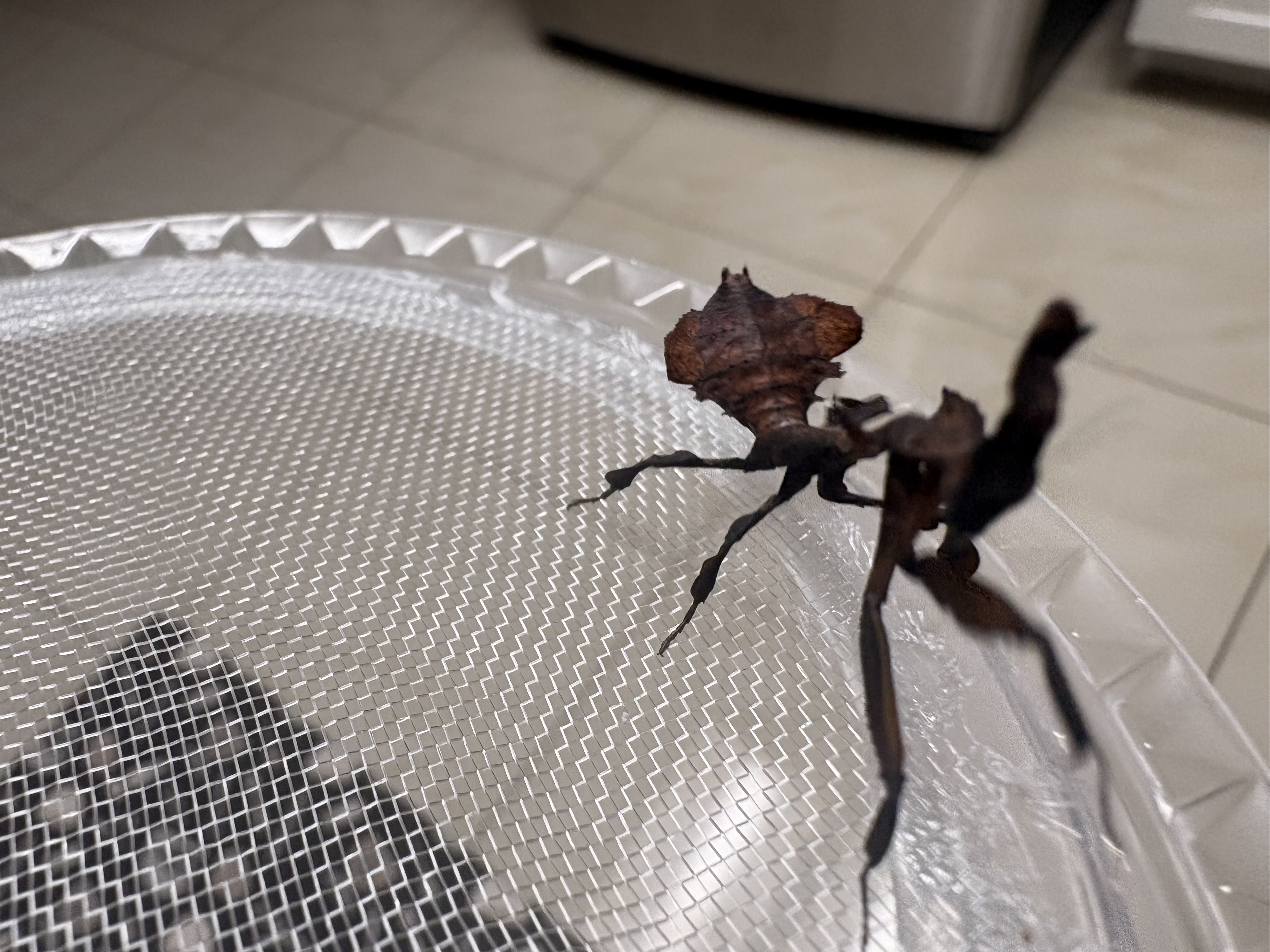 Ghost Mantis { Phyllocrania Paradoxa }