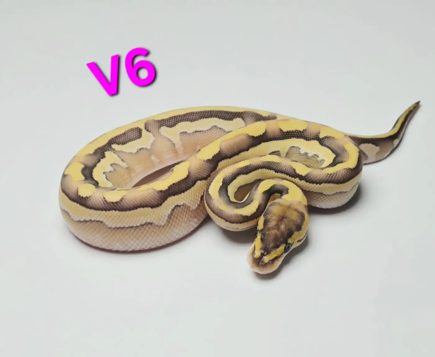 Female Lesser Puzzle Het Sunset