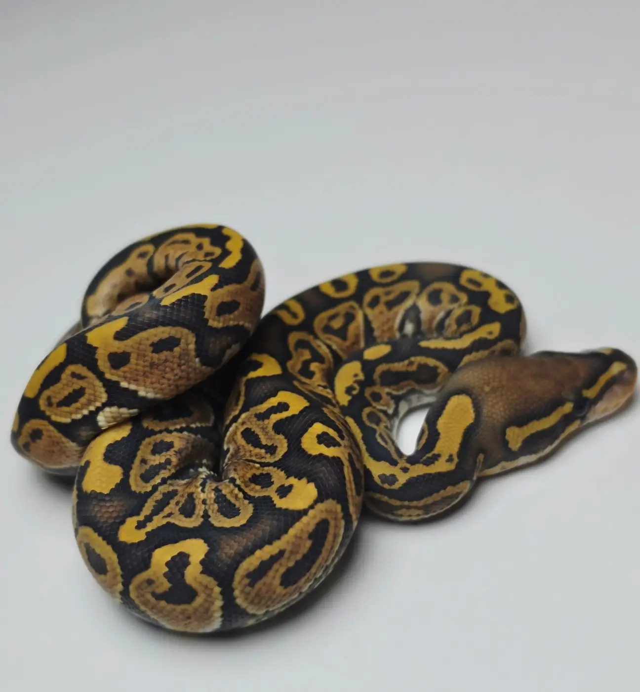 Female Hurricane Hypo