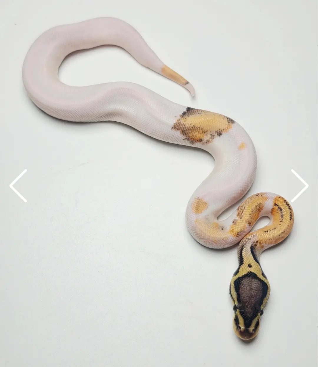 Male Pied Super Pastel OD Het Puzzle