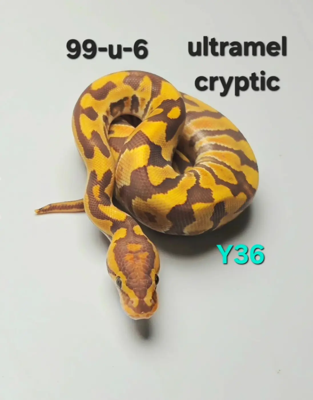 Male Ultramel Cryptic