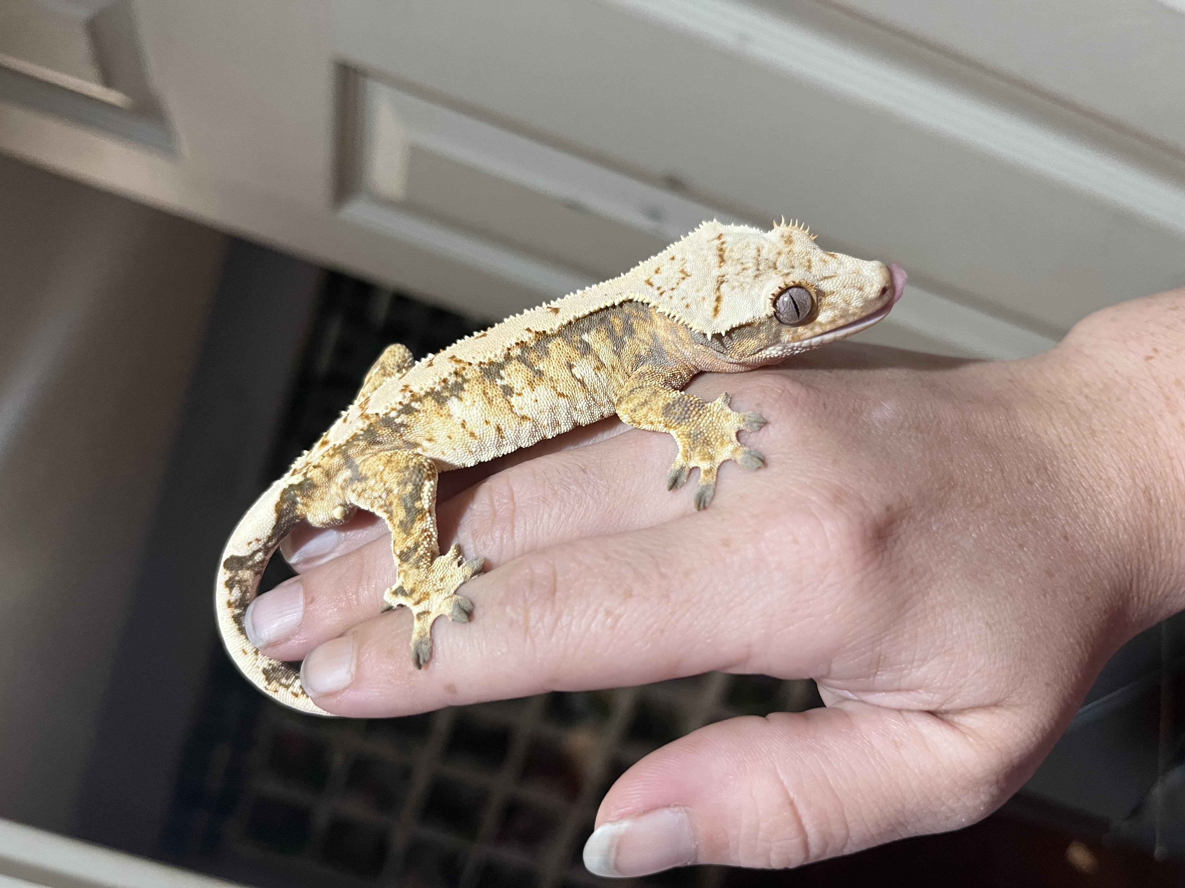 Tricolor snowflake male 18g