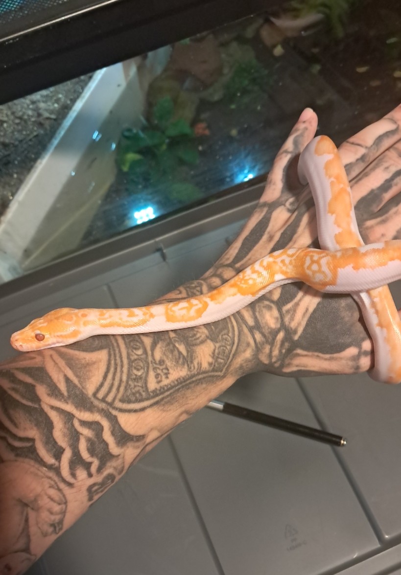 2026 albino pied 100% het granite burmese python