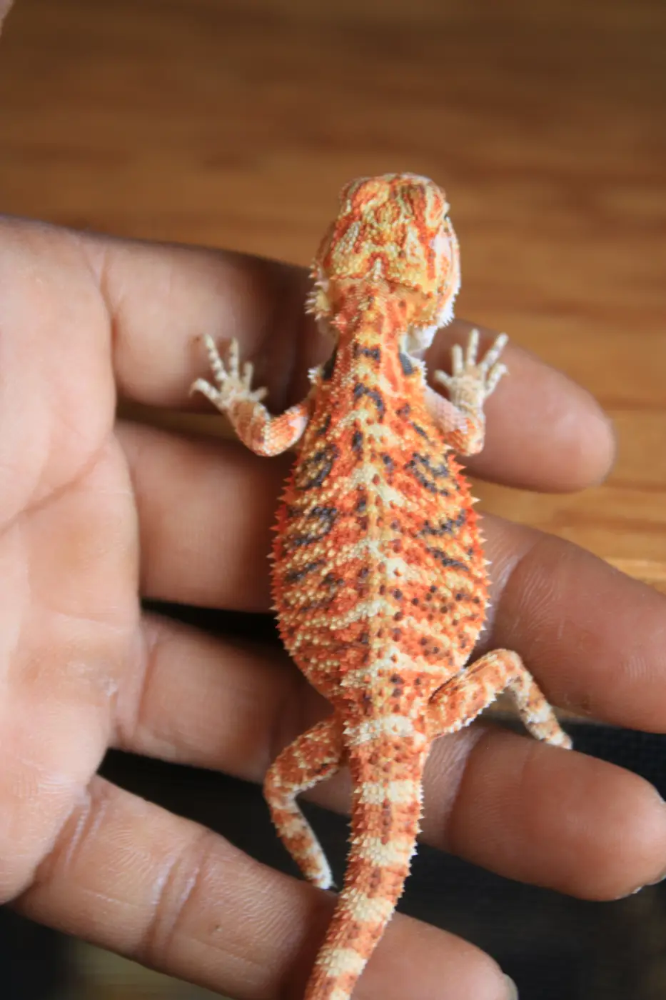 3 month Hypo Translucent Red Citrus