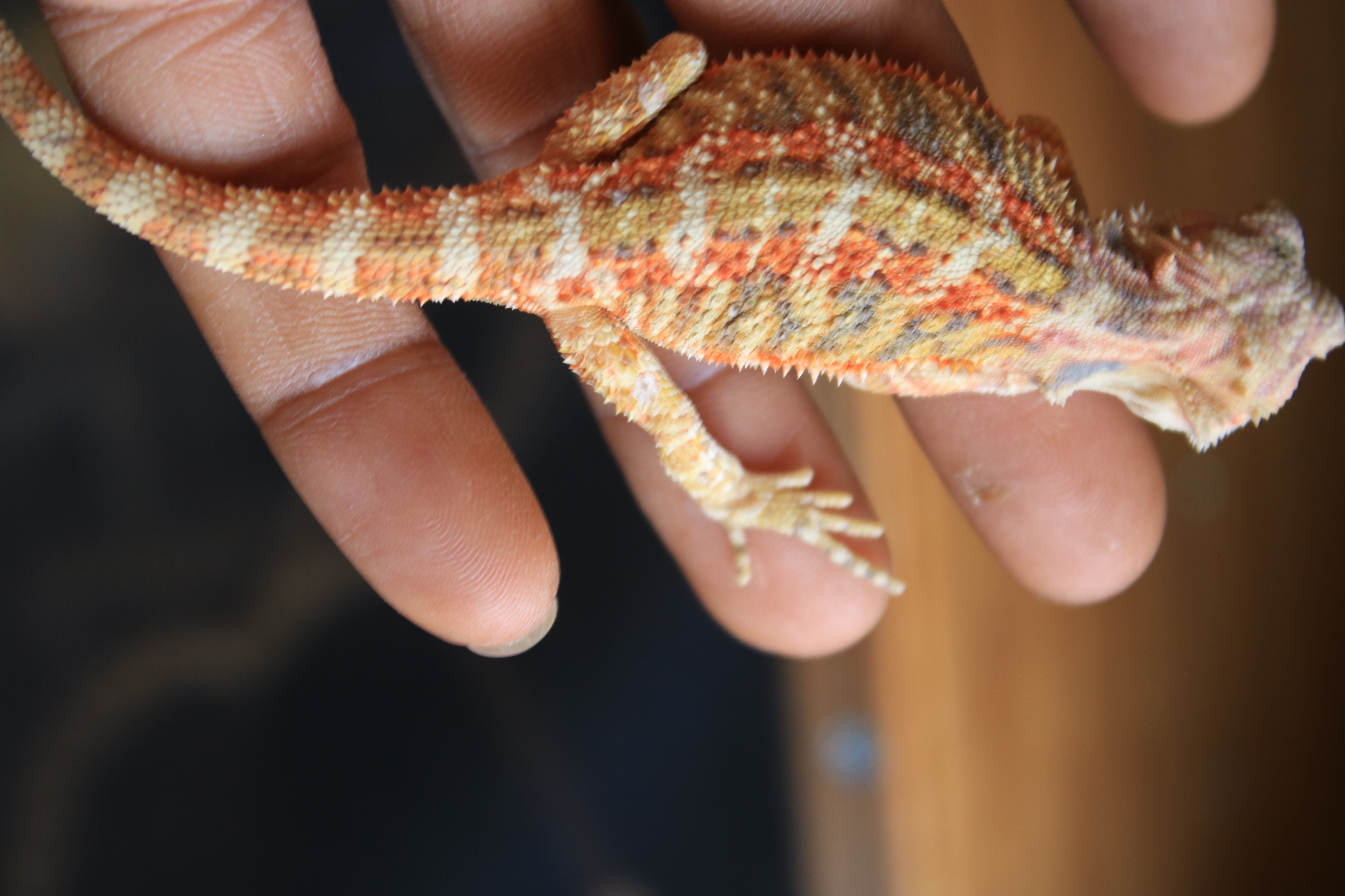 Hypo Translucent Citrus