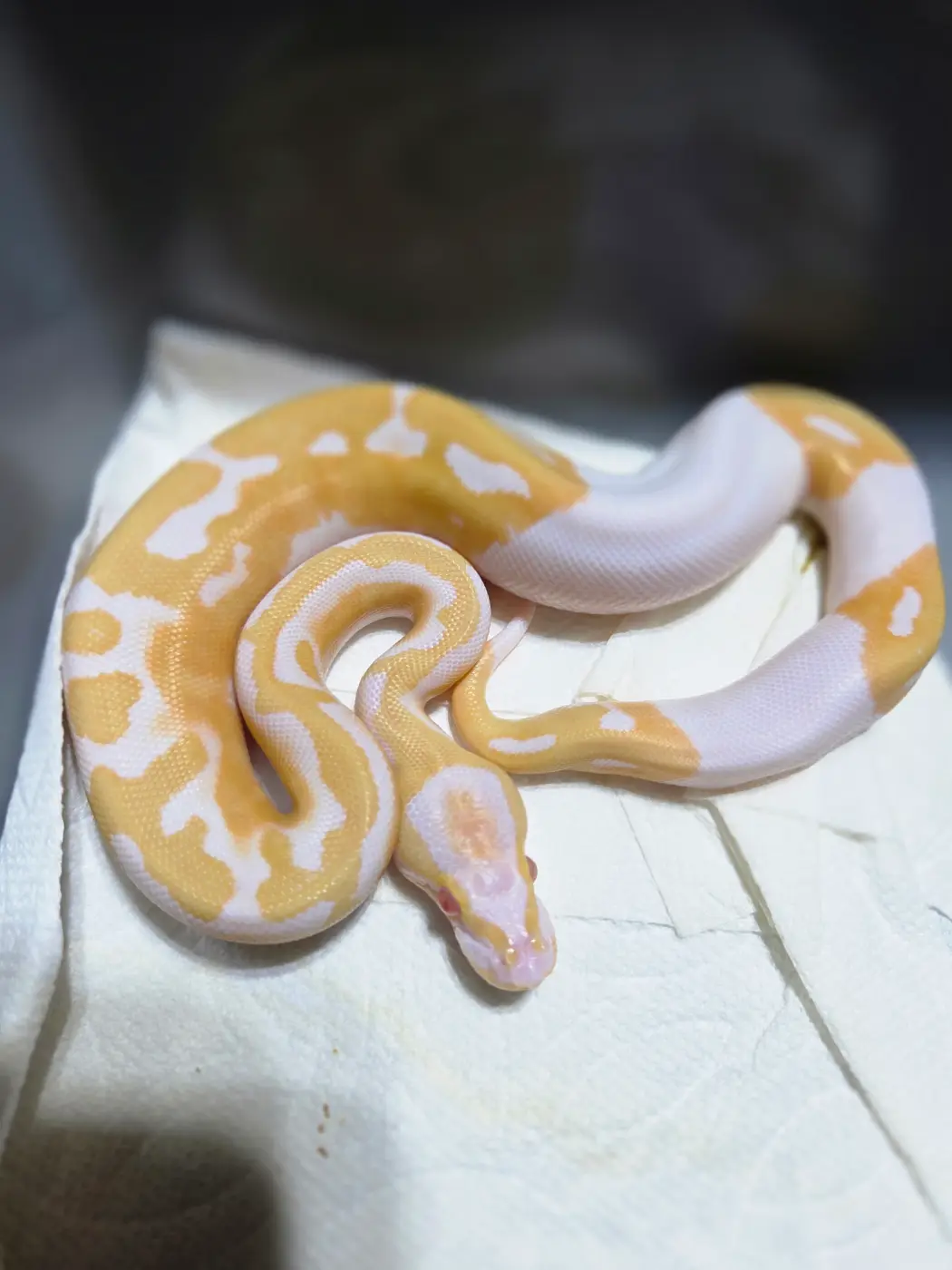 2025 Candy Pied Male