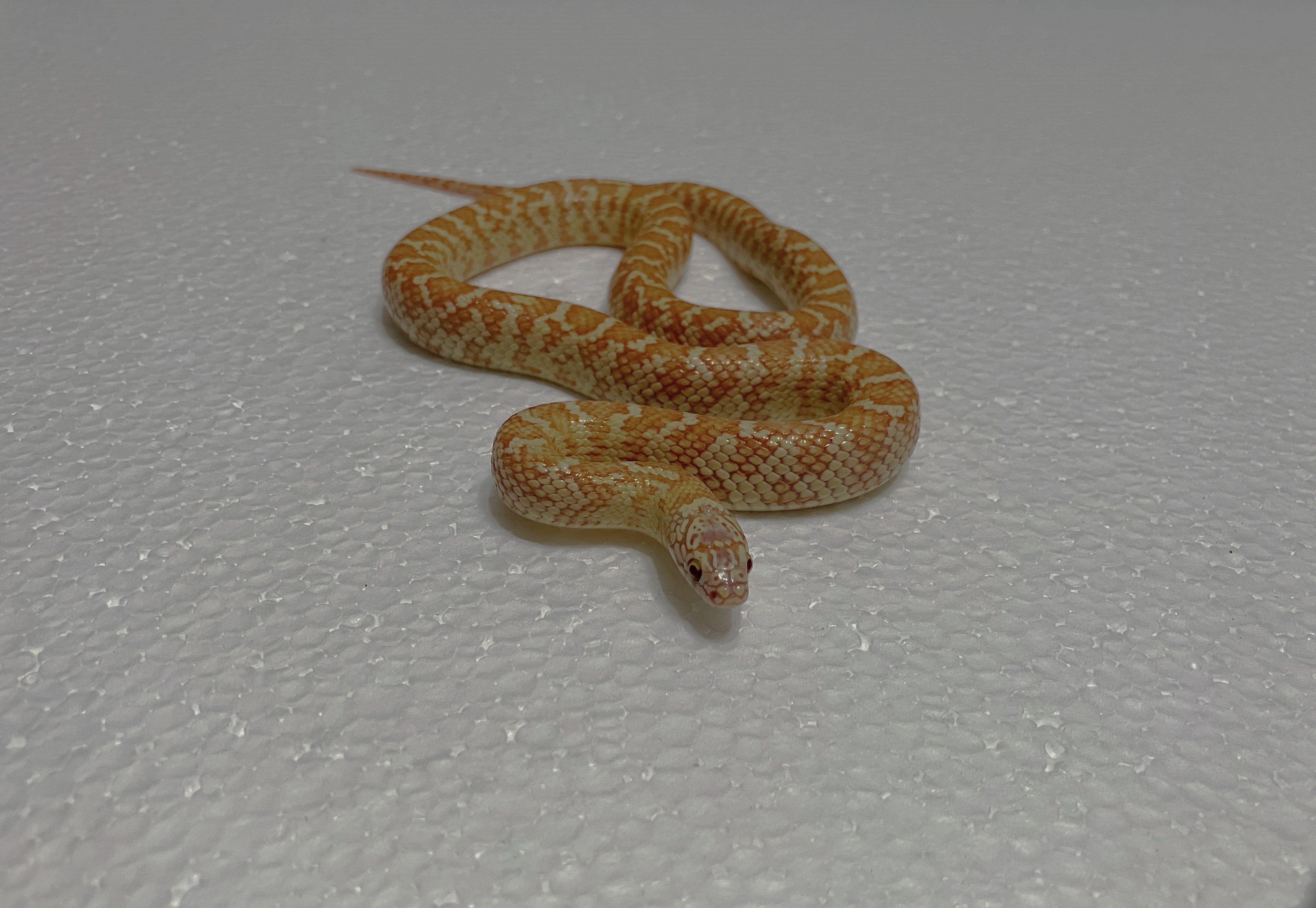 2025 Male Hybino Florida King