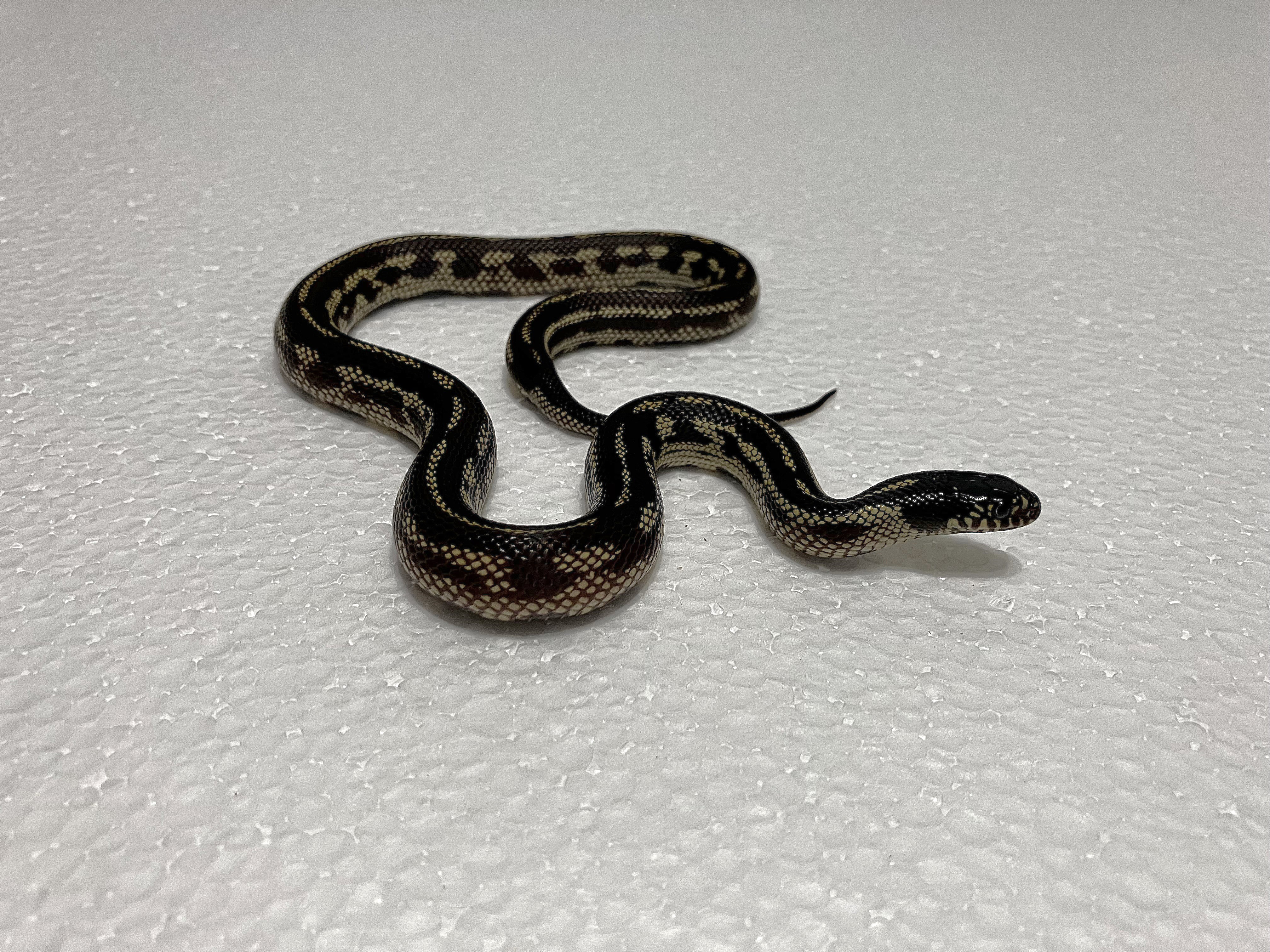 Female Aberrant Long beach locality ( Greaser ? )
