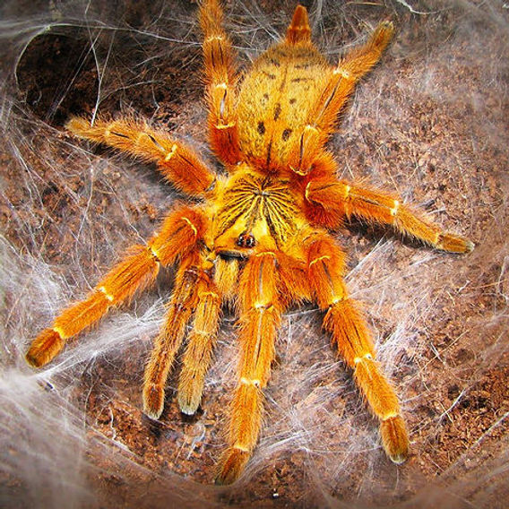 Orange Baboon Tarantula - Pterinochilus murinus 4" female