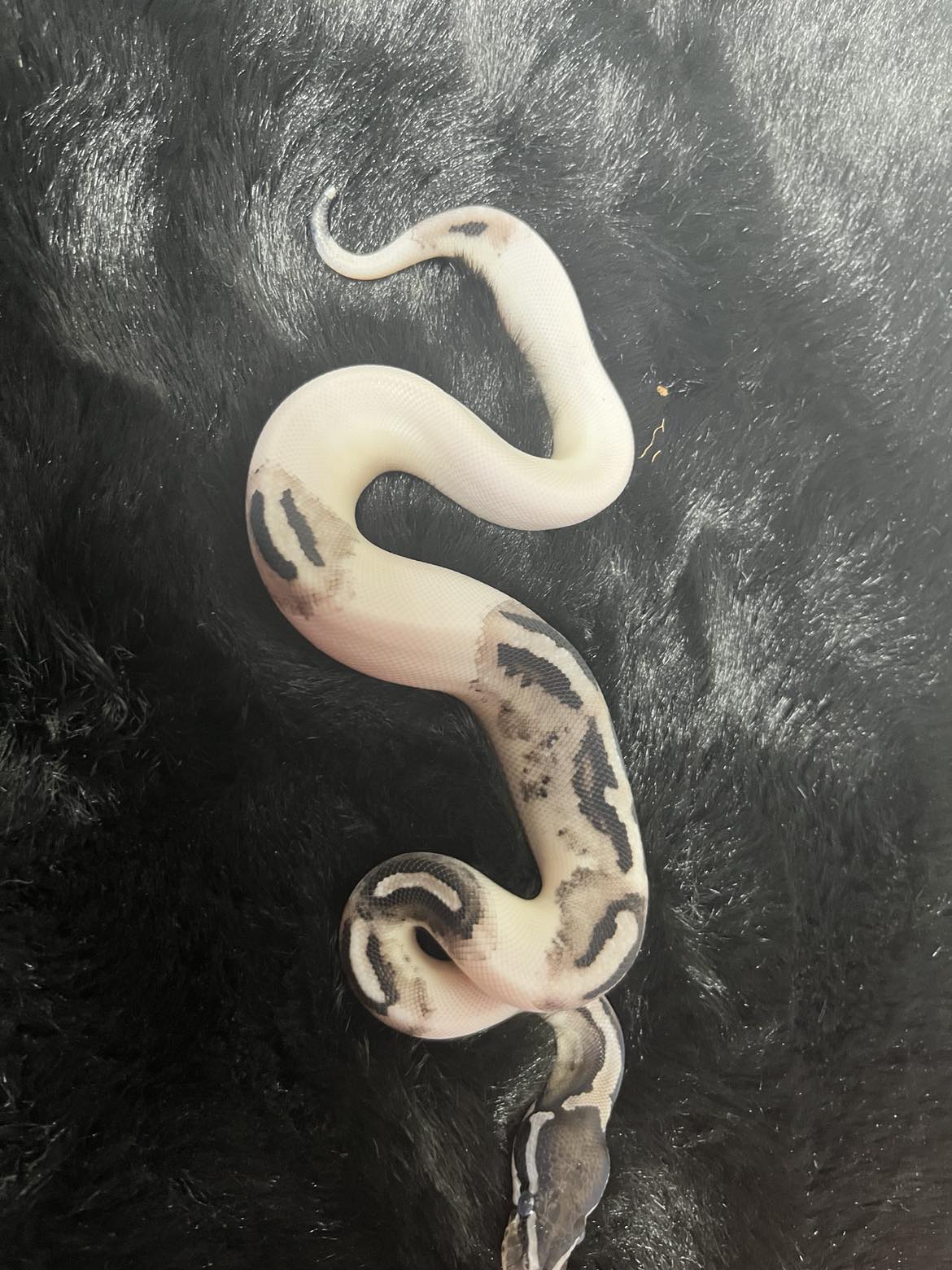 2024 Female Lightning Pied