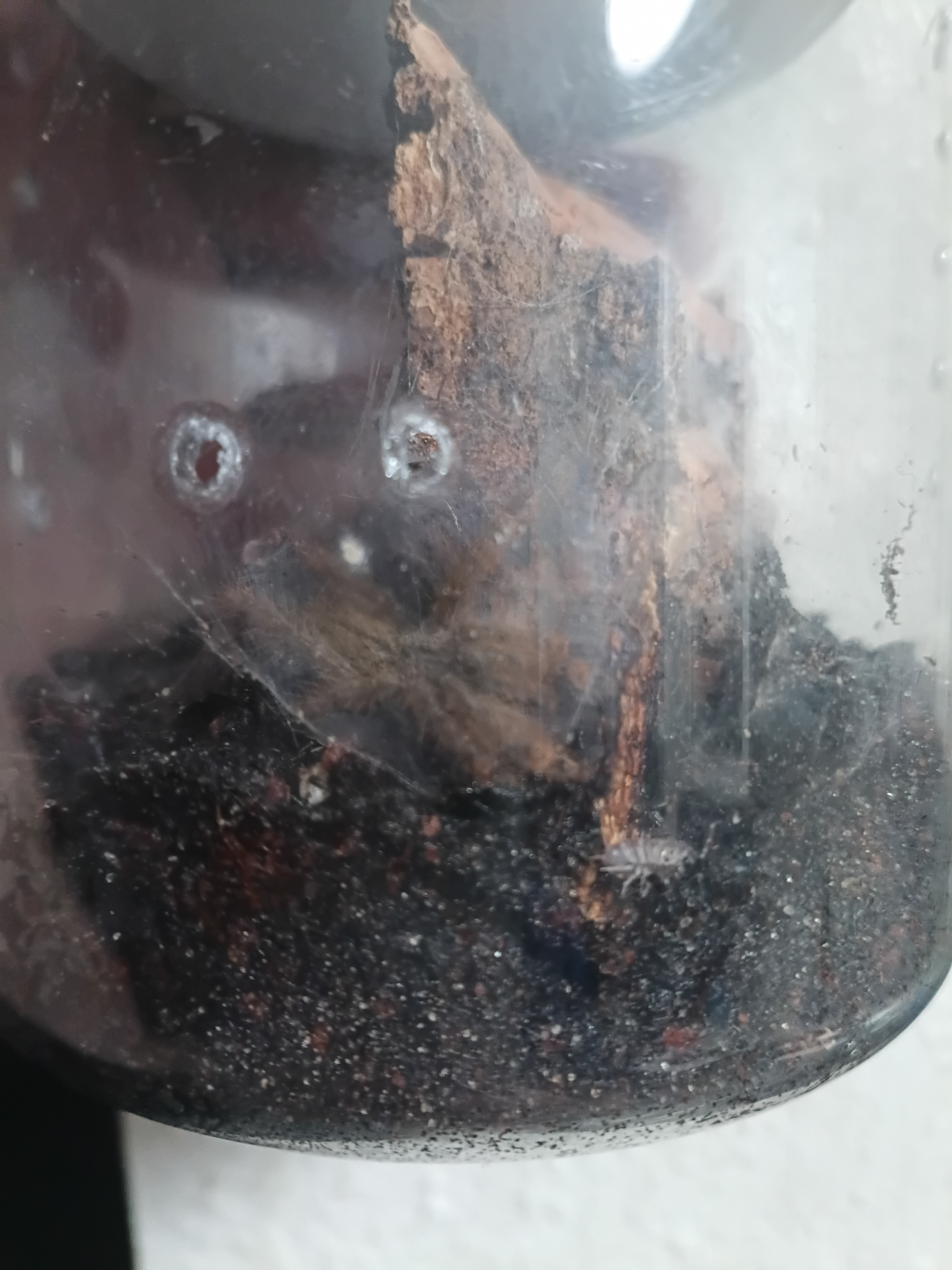 Feather leg Baboon tarantula
