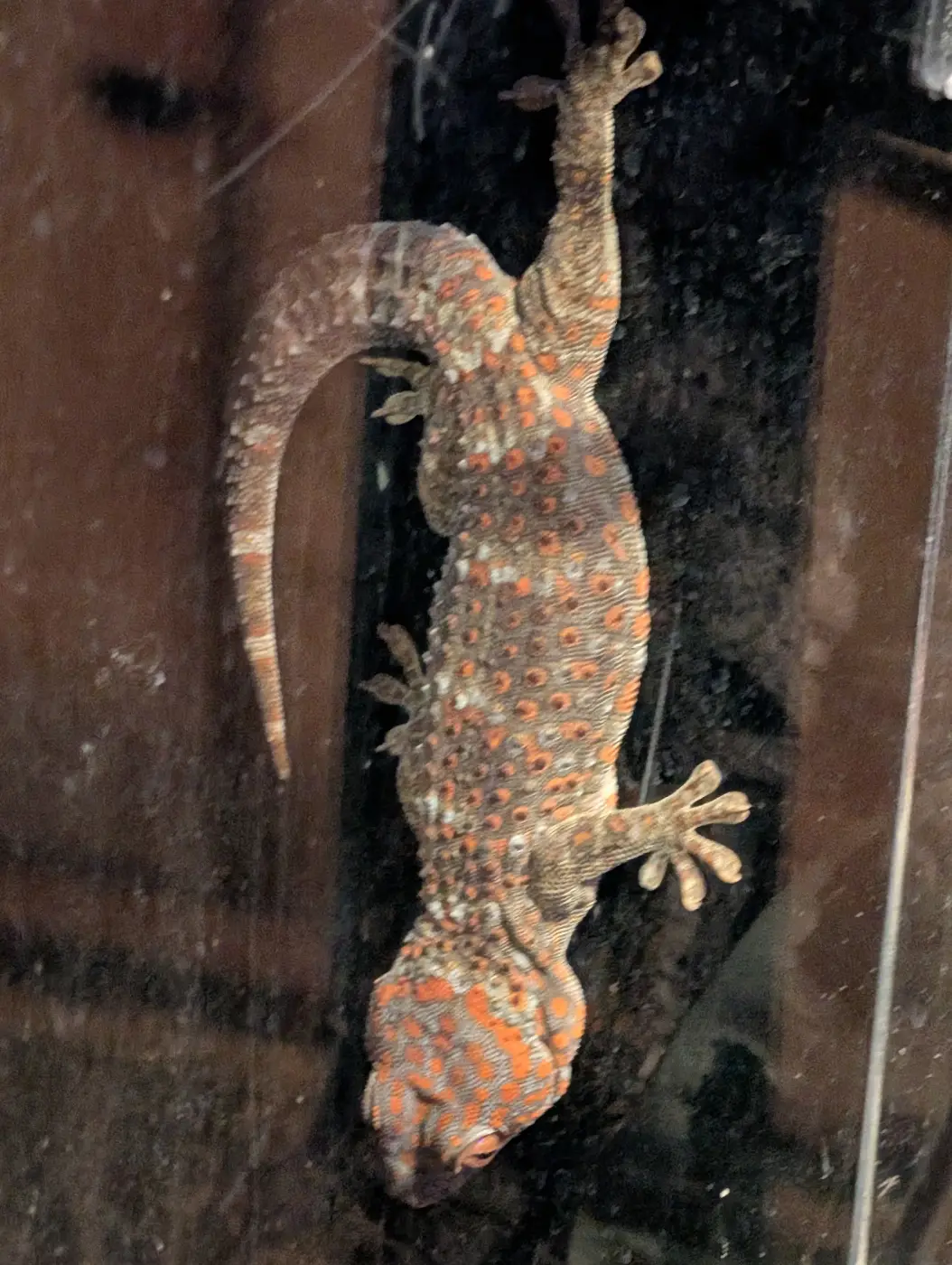 2025 Tokay