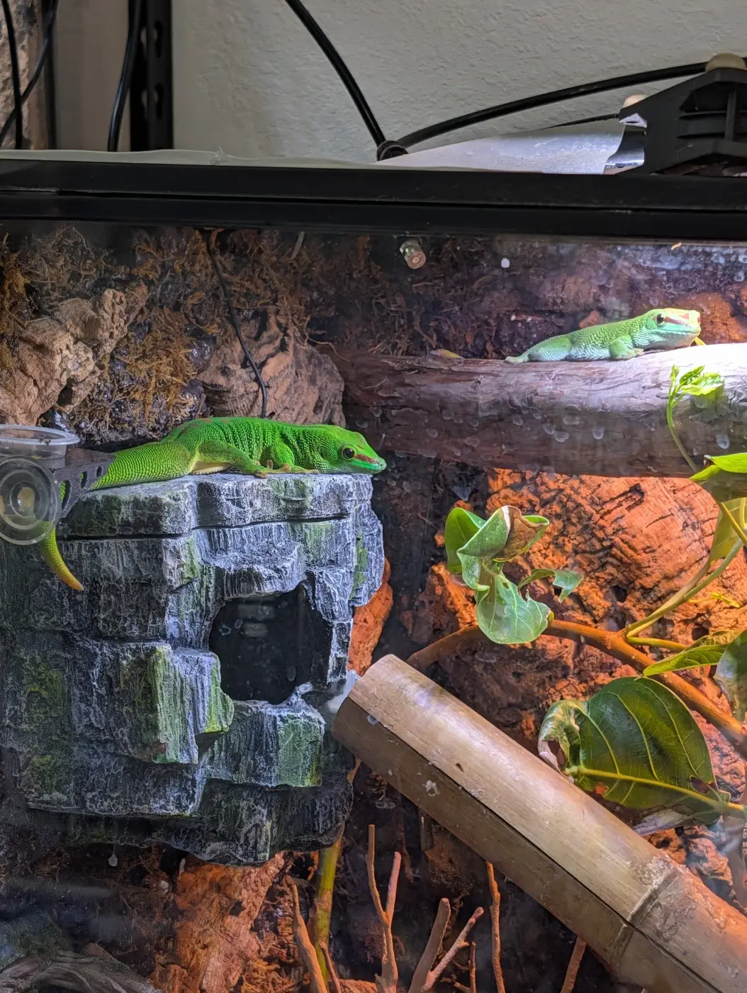Madagascar giant day gecko