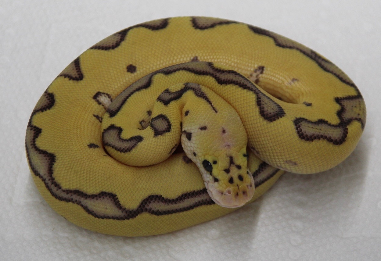 2026 Pastel Enchi YB Clown Het TSK Axanthic