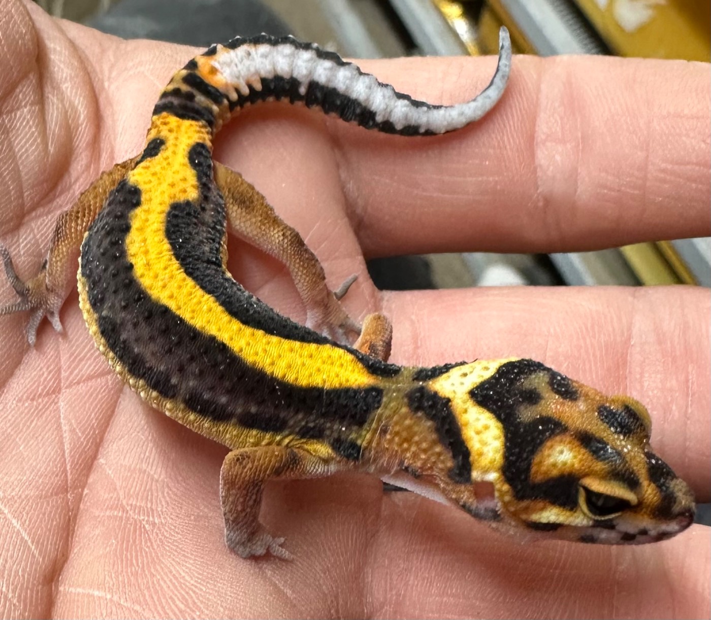 2026 Tangerine Bold Incubated Male