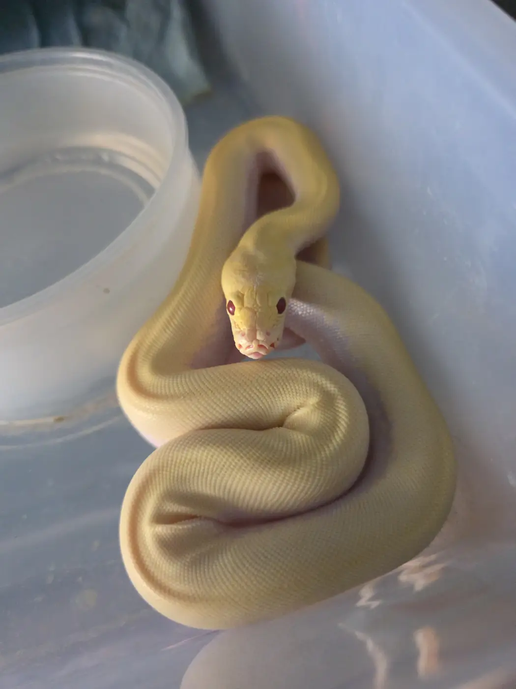 2026 Blizzard Het Labyrinth Burmese Python