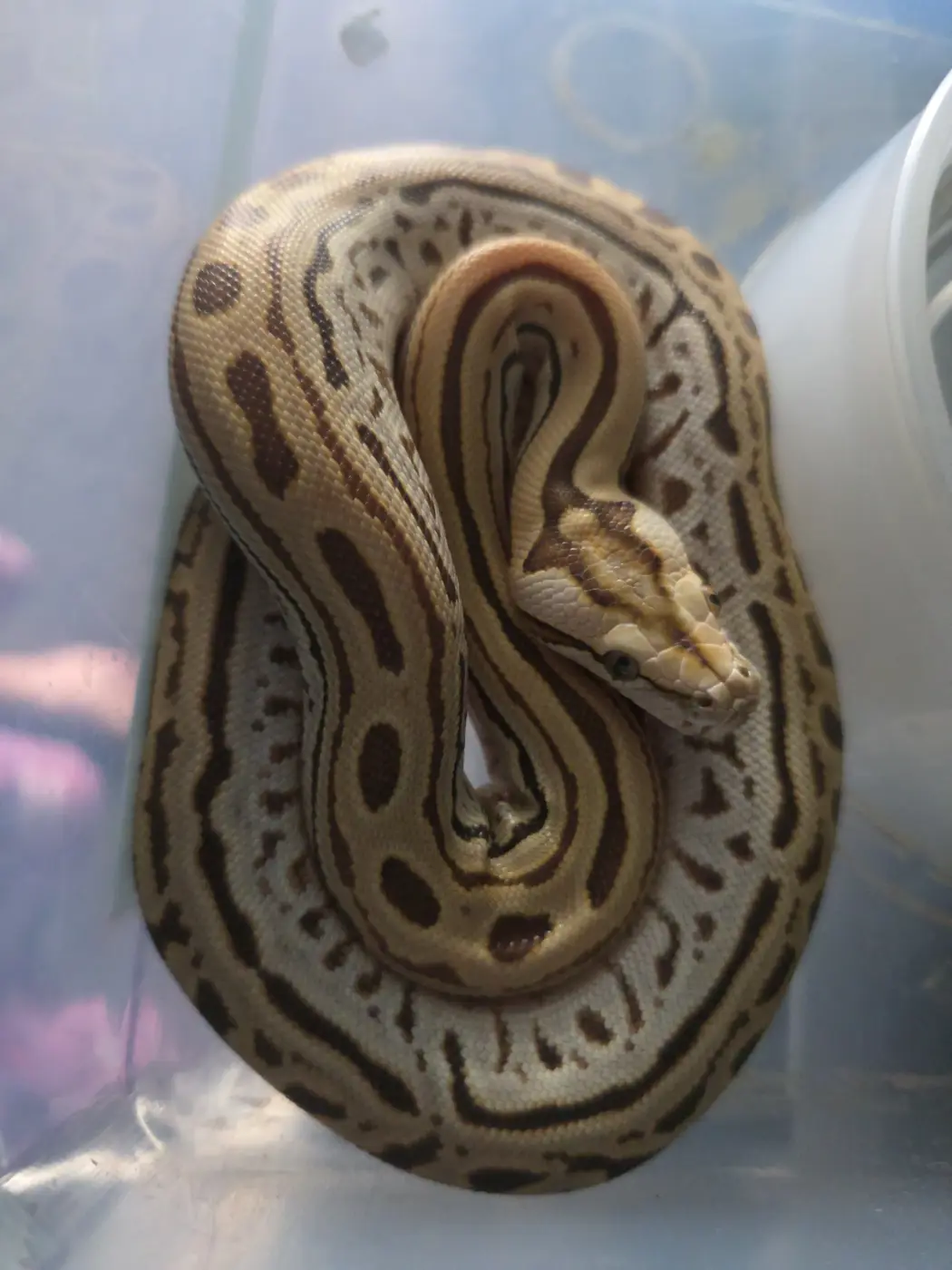 2026 Hypo Labyrinth Het Albino Burmese Python
