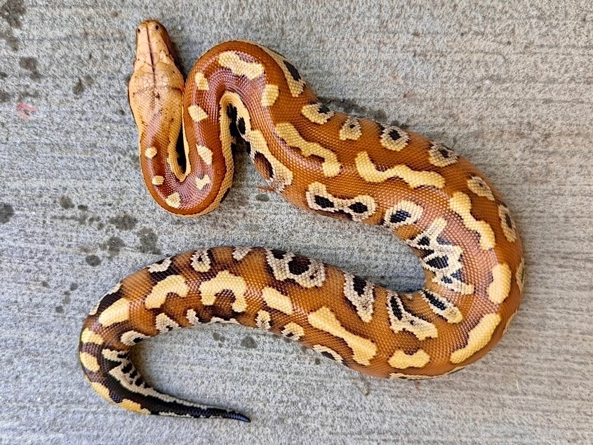 2026 Male Karma (double het T+ Albino/T- Albino) Blood Python