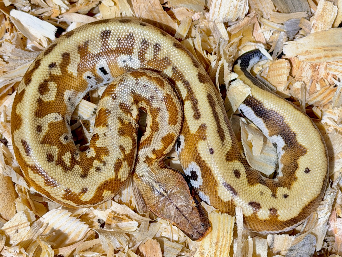 2026 Genetic Stripe Flower Blood Python