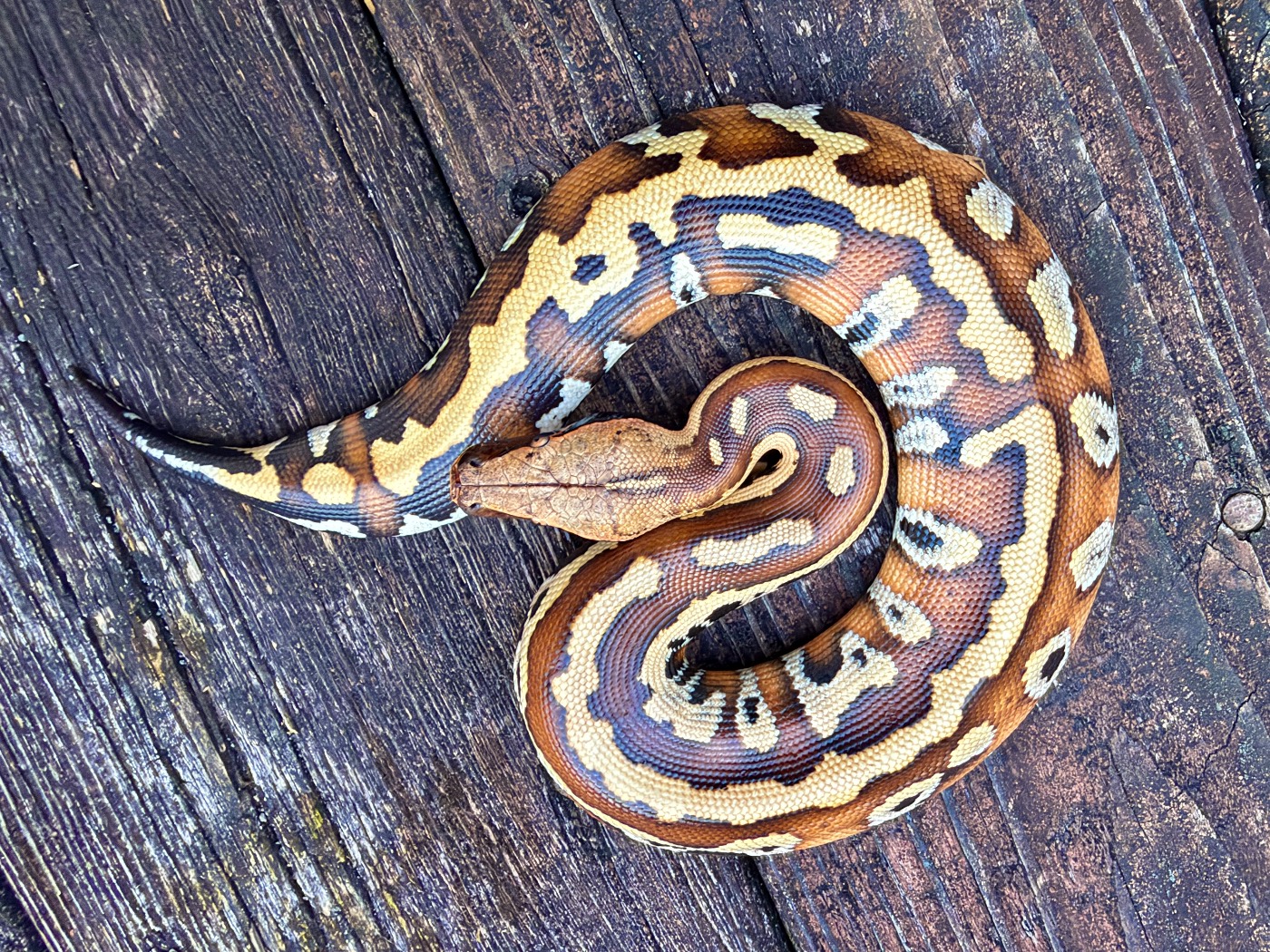 2026 Male Genetic Stripe Pollen Blood Python