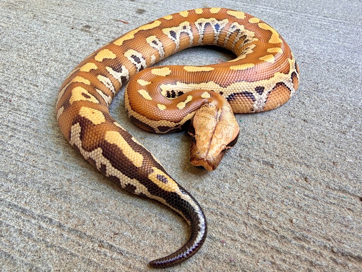 2026 Male Karma (double het T+ Albino/T- Albino) Blood Python