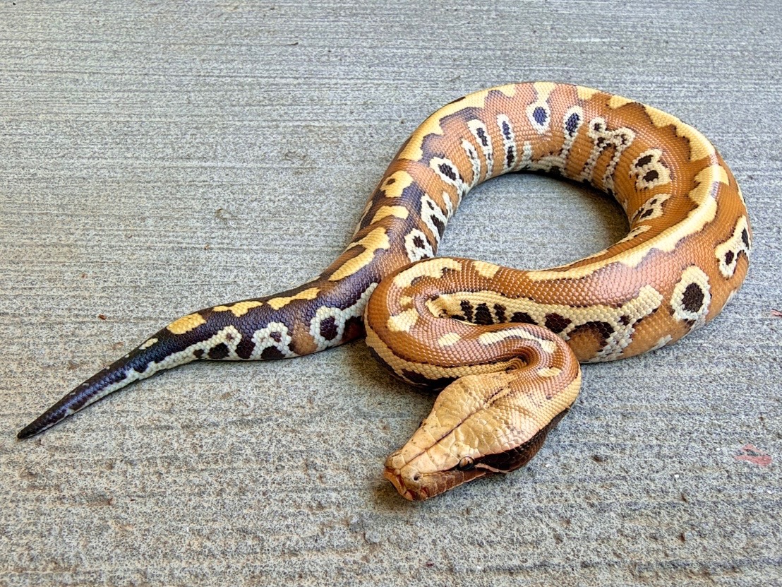 2026 Karma (double het T+ Albino/T- Albino) Blood Python