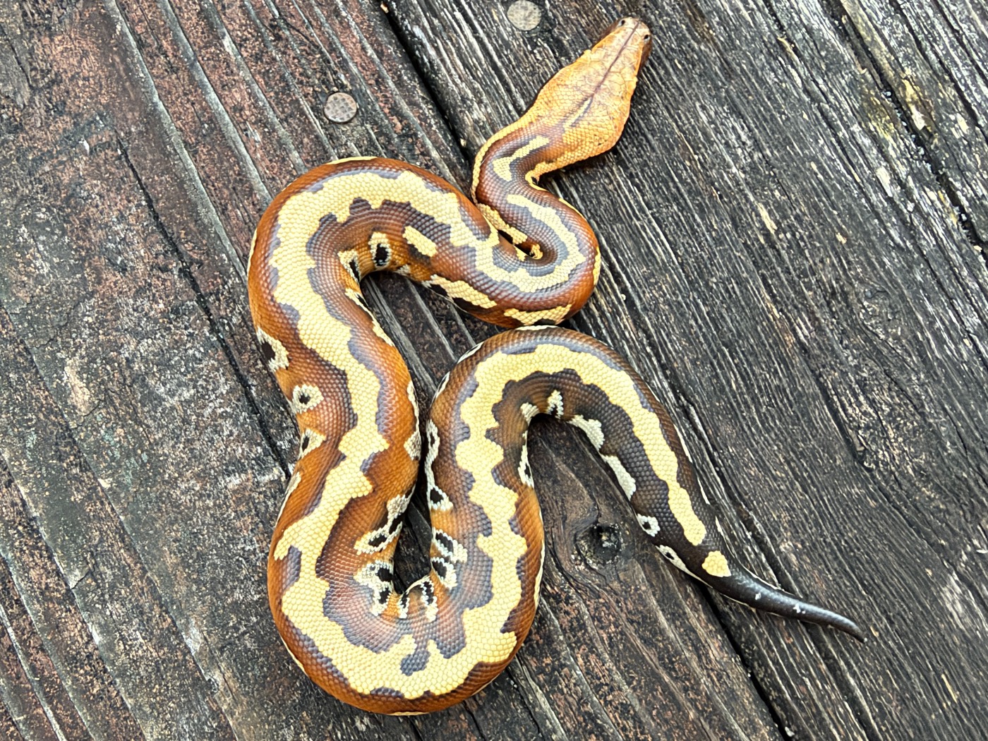 2026 Male Genetic Stripe Pollen Blood Python