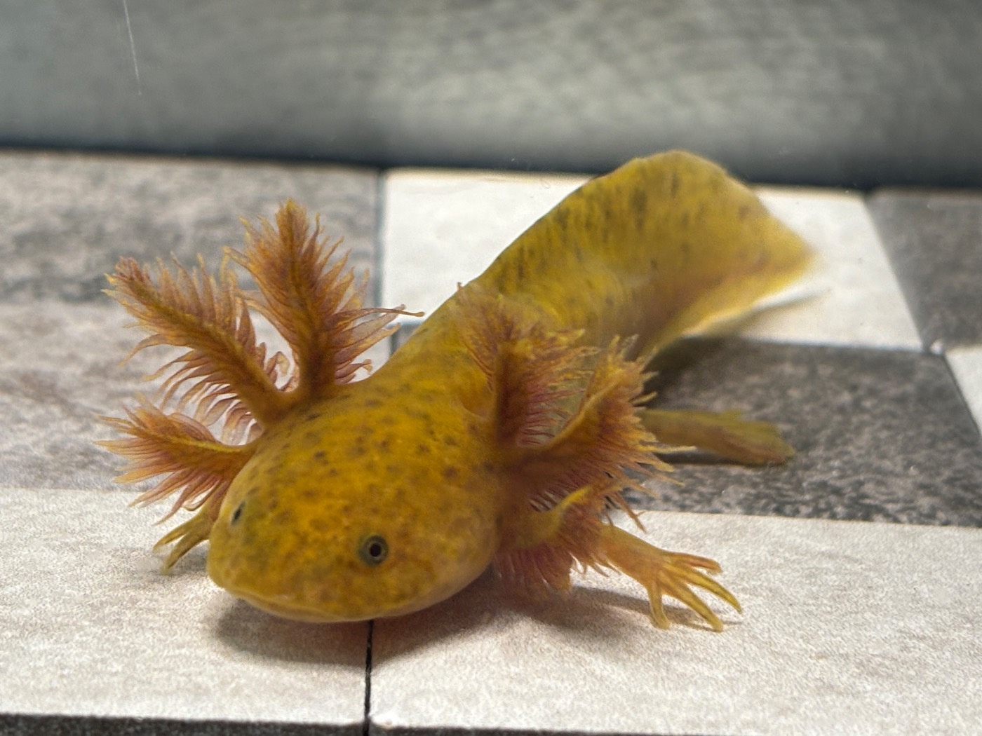 “Fruit Loop” 4-5in Copper