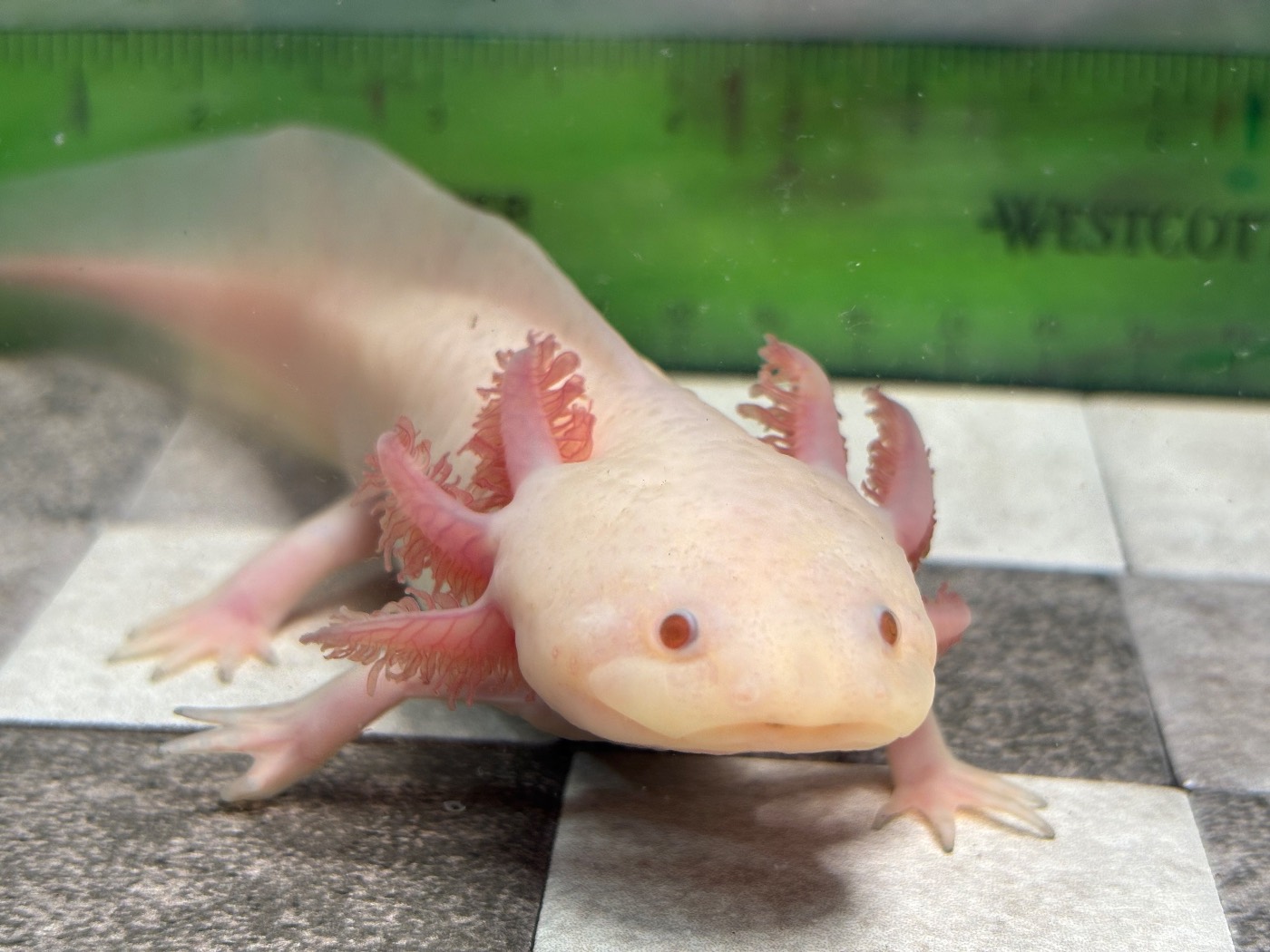 “Lou” 8-9in Hypo Copper Melanoid