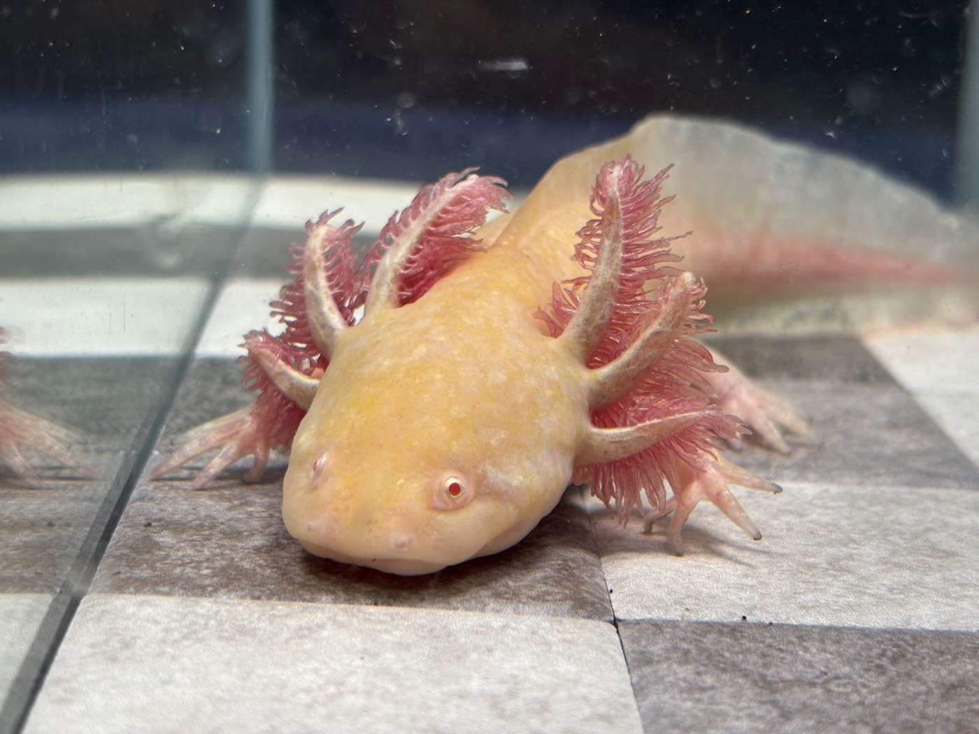 “Candy Corn” 8-9in Golden Albino