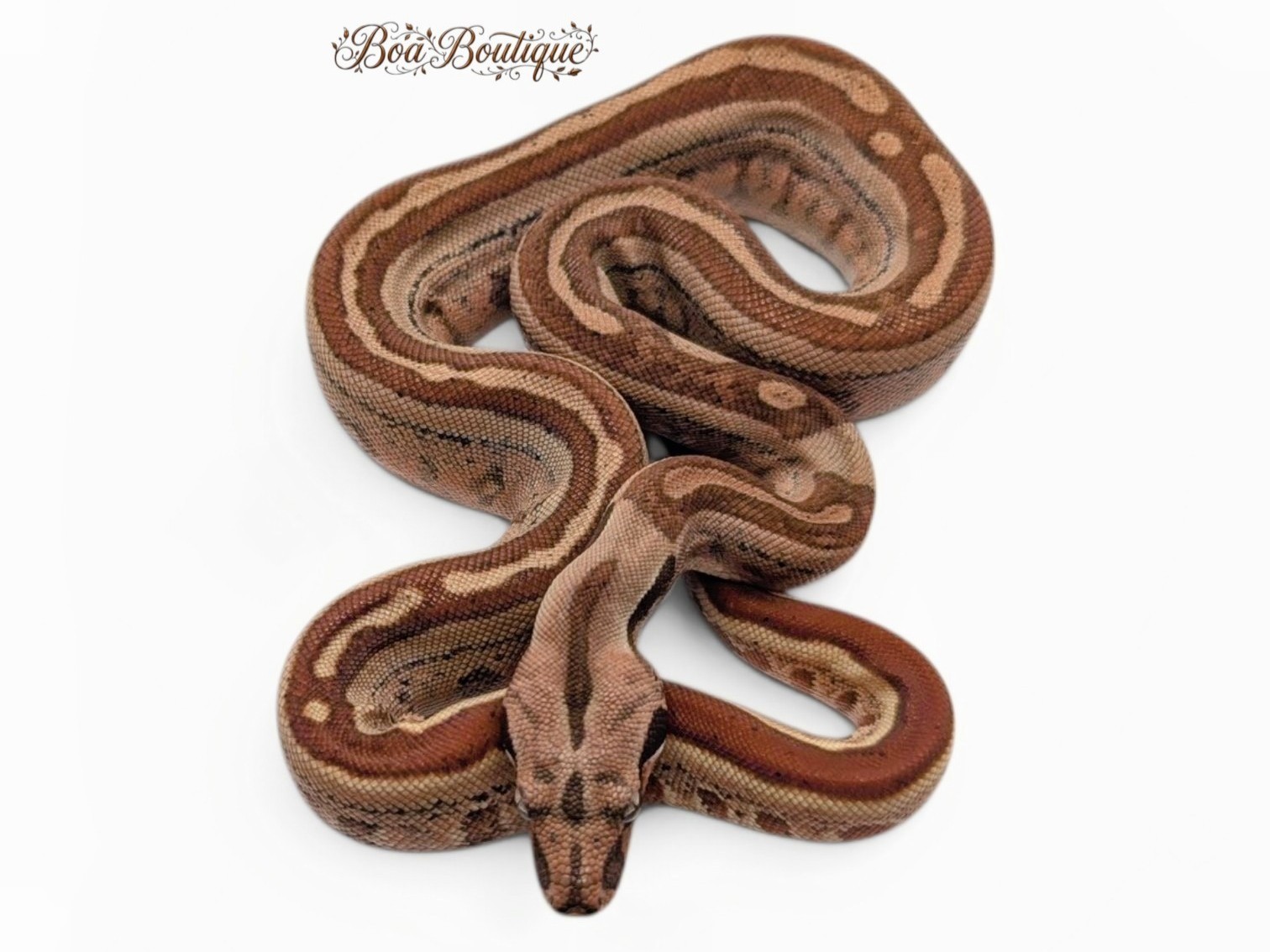 Pastel Dream Hypo Extreme Jungle Keywest